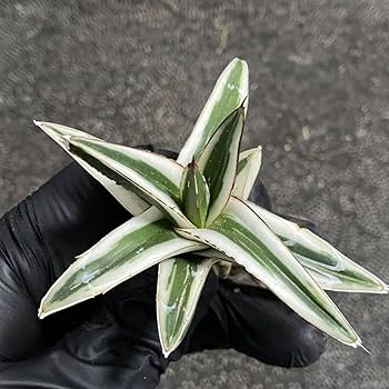 ZENアガベ氷山　 子株 アガベ 氷山 | hanayoshi-botanical