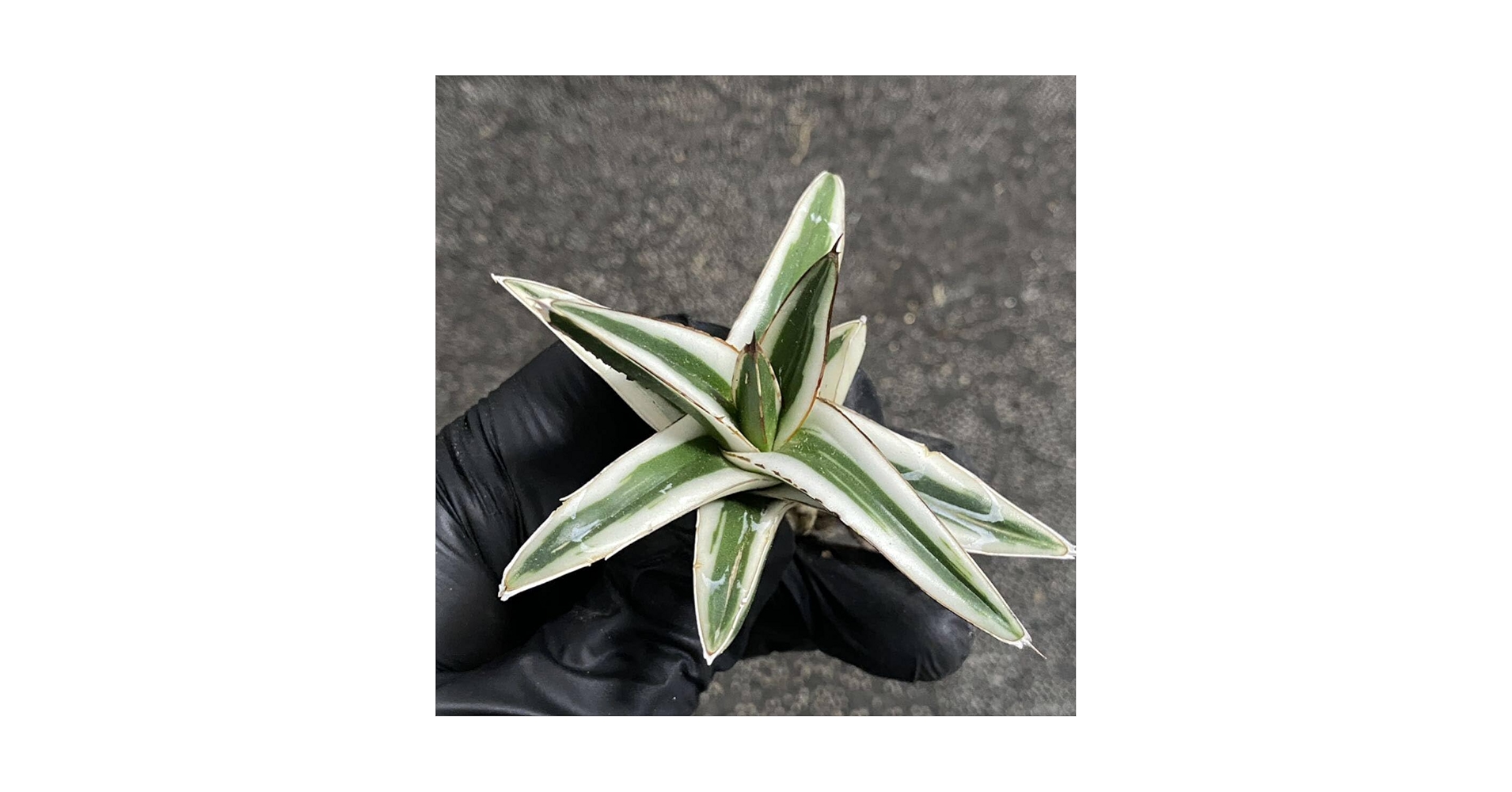 Amazon.co.jp: 多肉植物アガベ 氷山 極上小株 発根済 : DIY