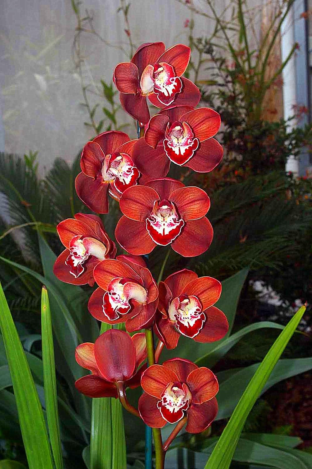 CymbidiumOrchidee, Kältetolerant Mehrjährig, GartenverschöNerung, Pflegeleicht-15Rhizome-B