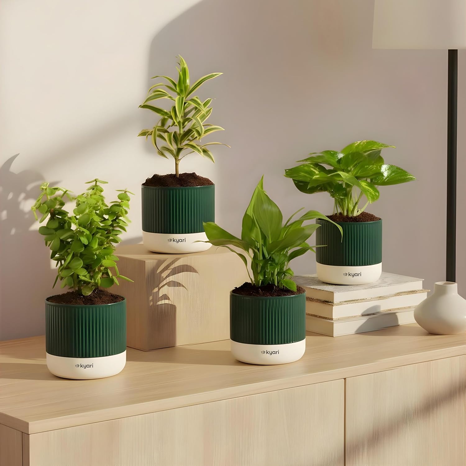 Kyari Combo of 4 Indoor Plants – Jade, Peace Lily, Song of India, Money Variegated with Green Self-Watering Pot