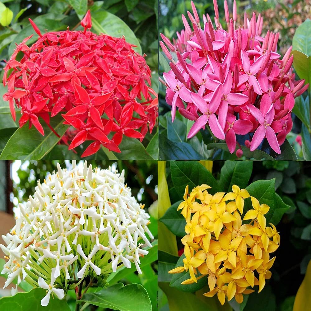GreenPoint Ixora/Rangon coccinea Flower Combo Colour (Red/Yellow/White/Pink) Healthy Live Plant,Pack of 4.-image-11