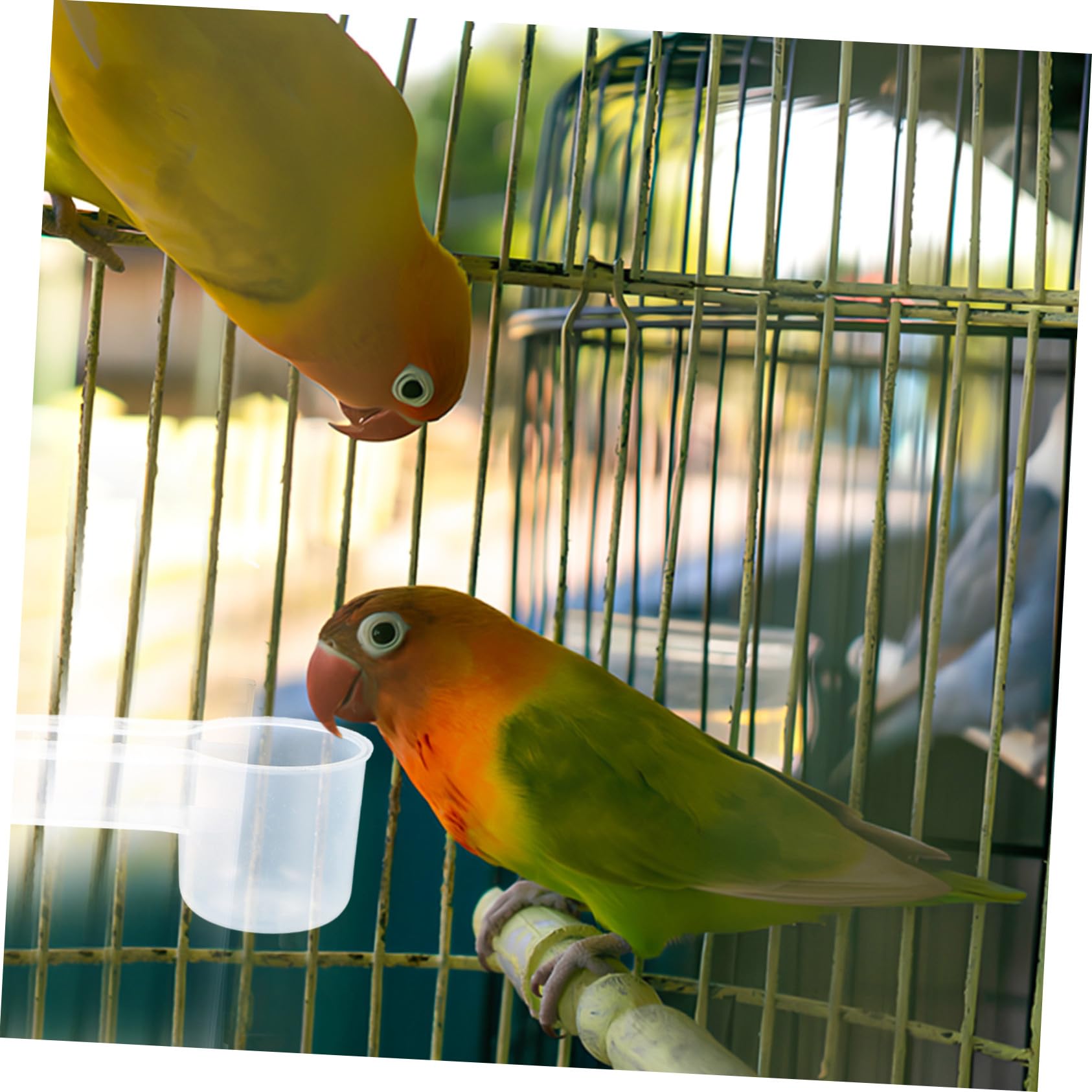 Abbeveratoio Resistente e Facile da Pulire Doppia Uscita in Plastica Bianca Confezione da 10 Pezzi per Piccioni e Pappagalli per Uso Domestico e Zoo