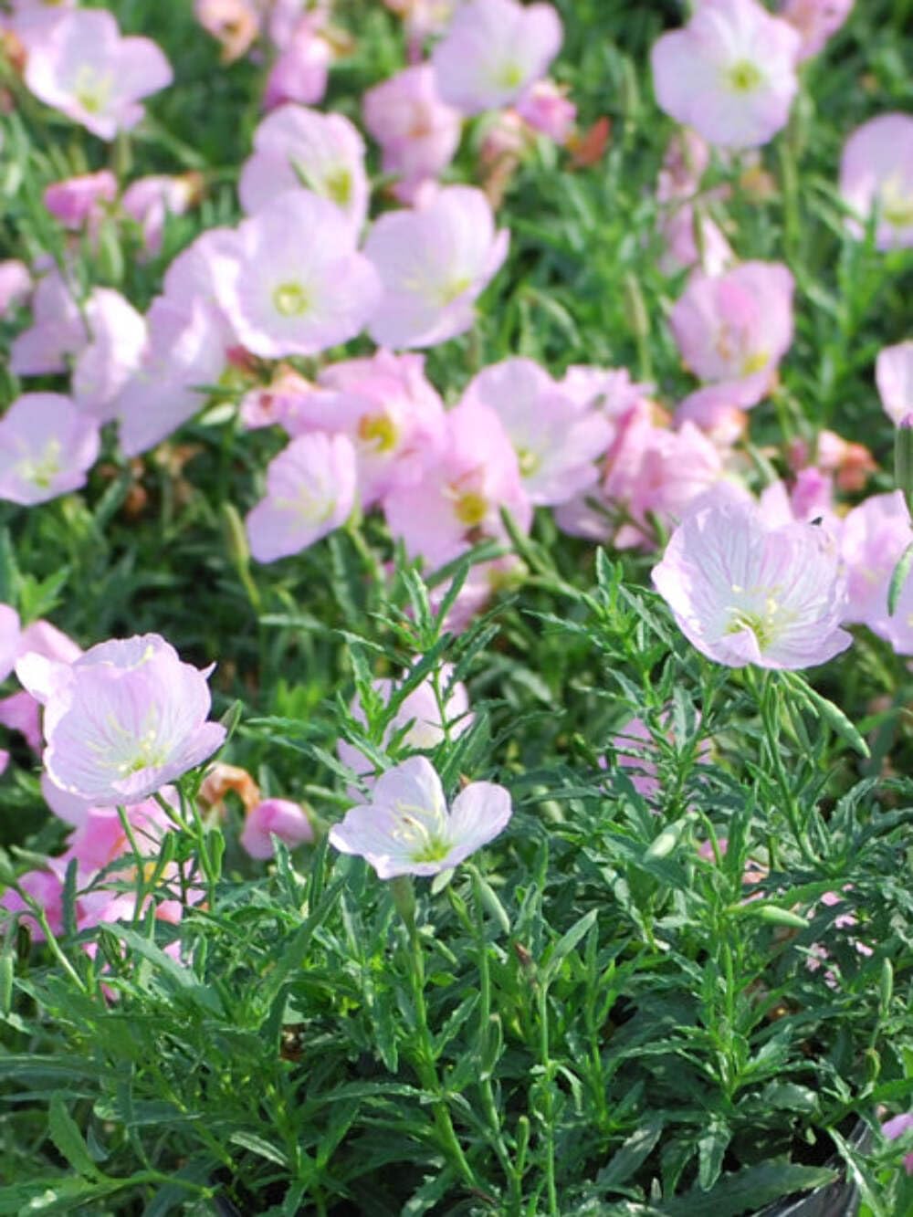 Perennial Farm Siskiyou Evening Primrose
