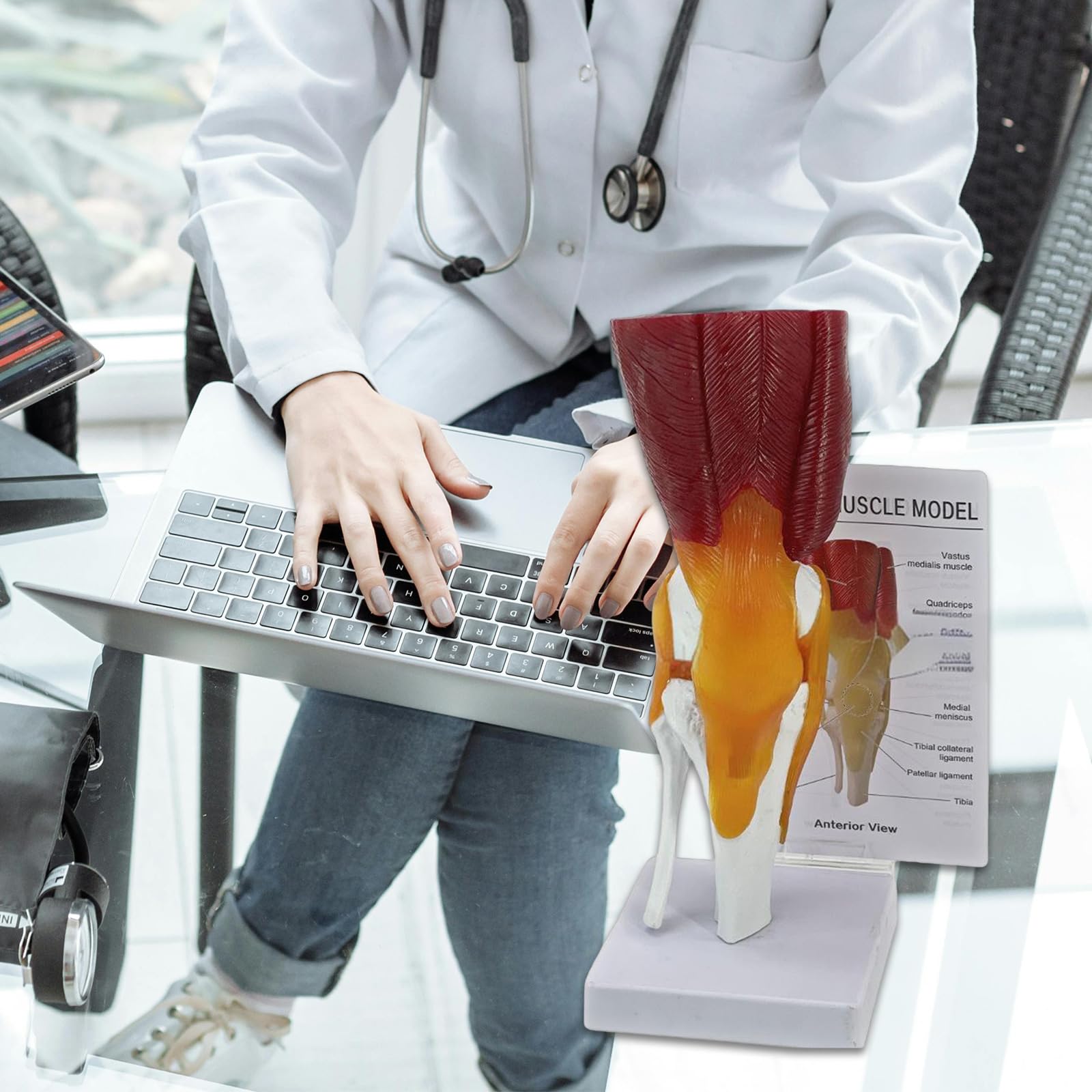 Anatomie-Modell für das menschliche Knie für Labor, Schule, Gelenkunterricht, Lexible mit Bändern, Anatomie, Schulbedarf
