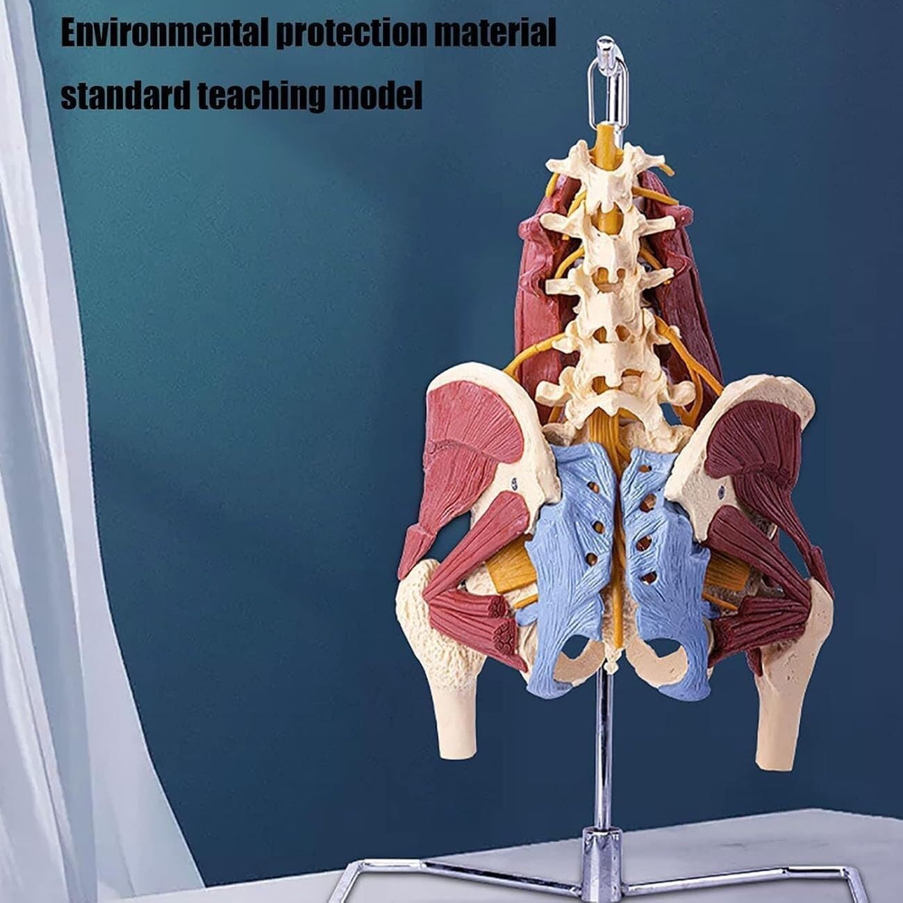 Adult Life-Size Female Pelvis Lumbar Skeletal Model, Human Organ Model, Female Pelvis Model with Pelvic Floor Muscle Anatomical Model