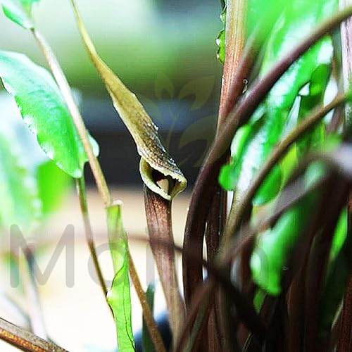 Miniatura 4 de Cryptocoryne Wendtii - Maceta con raíces "rojas" de agua dulce para acuario
