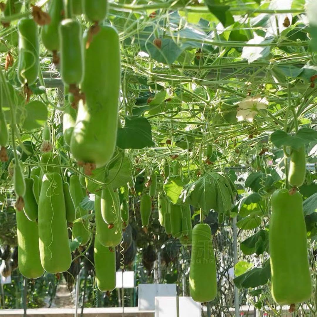 Amazon.co.jp: 中国野菜 瓠瓜 蒲瓜 夕顏 種 10粒 : DIY・工具・ガーデン