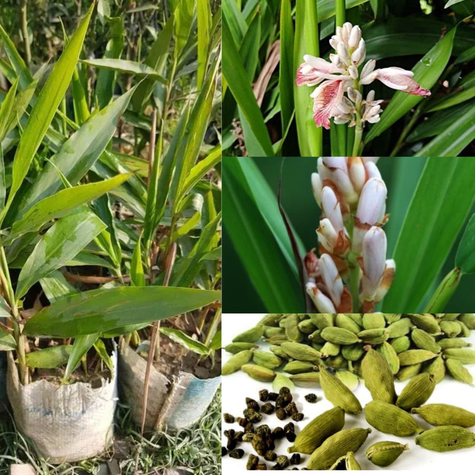 Bhajanlal Greenery Live Green Cardamom/Choti Elaichi Plant Elaichi Tree Pack of 1