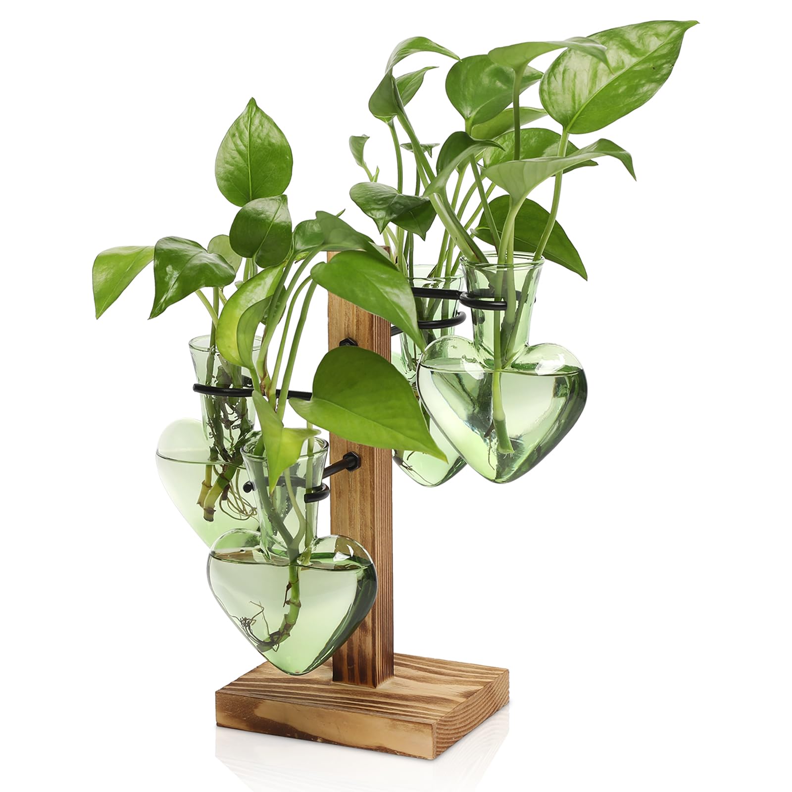 CYZglass Terrarium Propagation Station