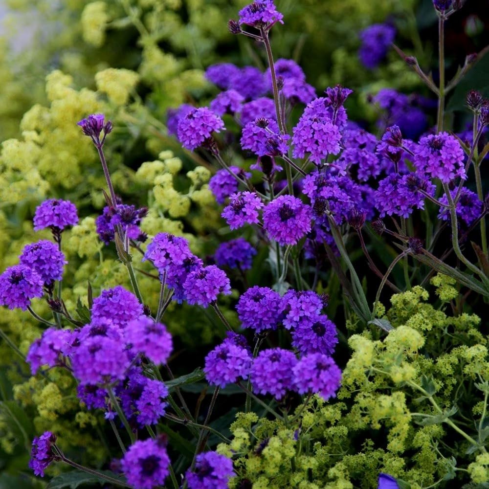 Plant Theory 9cm Pot Verbena Rigida Slender Vervain Perennial