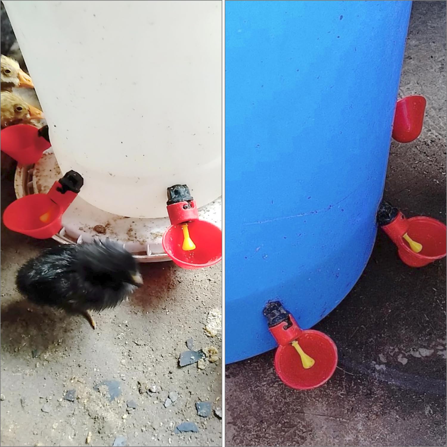QWORK® 10 sztuk automatyczny poidła do drobiu plastikowy poidło do kurczaka, narzędzie do picia wody dla ptaków przepiórka gołąb kurczak kura (25mm, na wiadro)