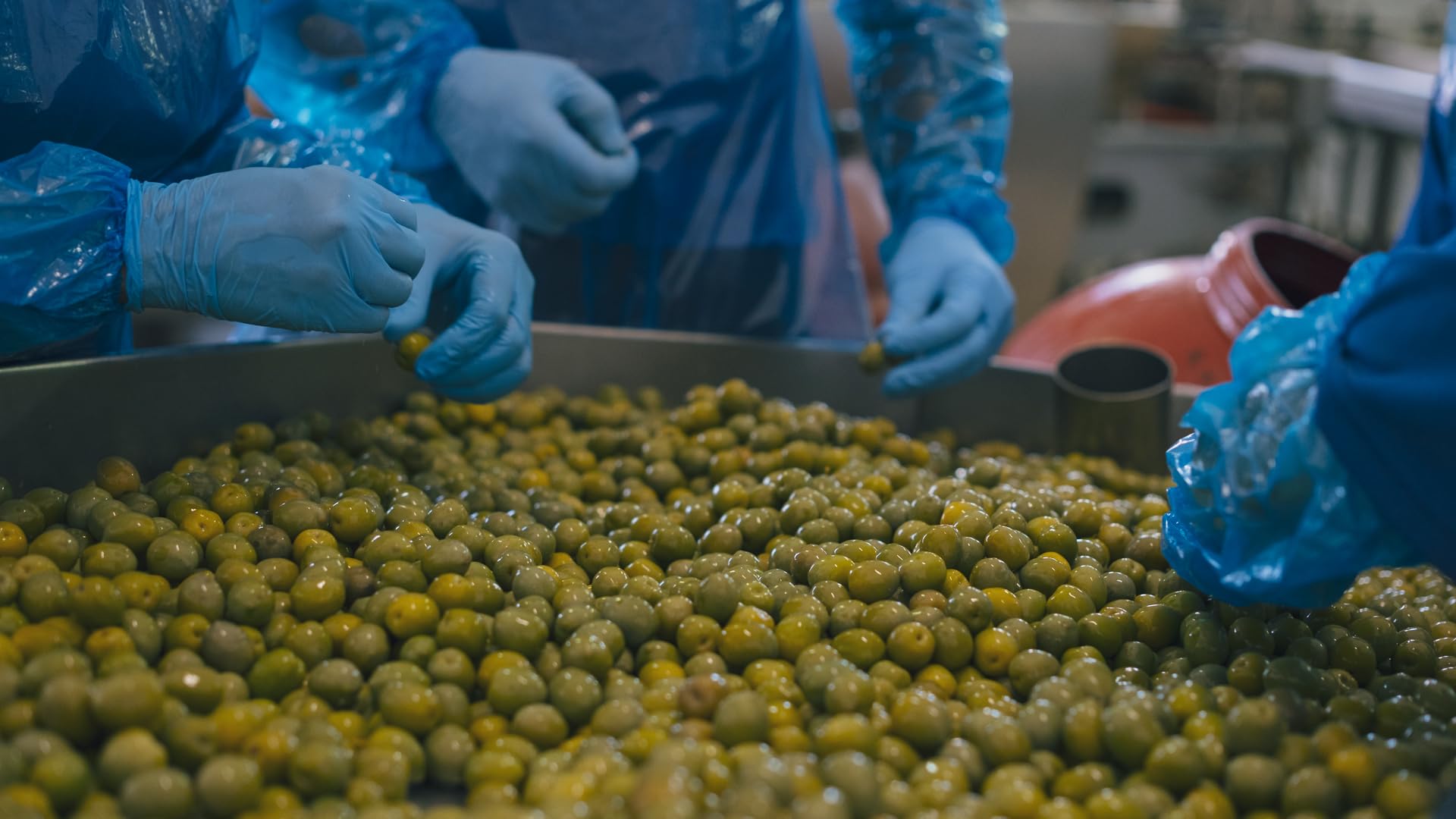 Terramia Olive Verdi Denocciolate Condite con Aromi Secchi e Olio EVO – Prodotto Artigianale da Azienda Premiata Ercole Olivario e Monna Oliva, Formato Scorta 2kg (4 Buste x 500g)