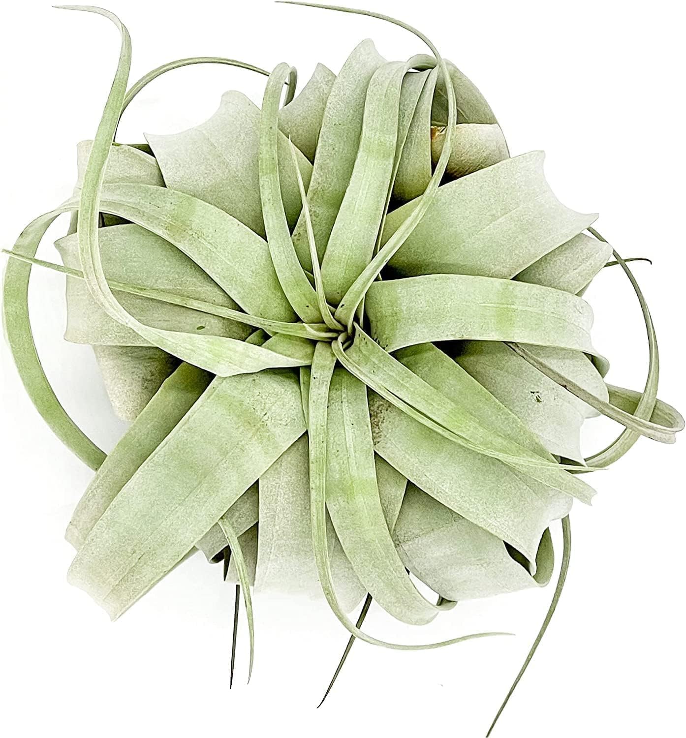 Cactus y Suculentas