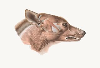 ArtDirect Superficial facial muscles of Canis lupus (1908-1925) Unframed Art Print Giclee Poster by Johan Erik Vesti Boas - Ready for Framing with Customization Sizes 10x7, 14x10, 20x14, 35x24, 48x33 and 60x41 inches