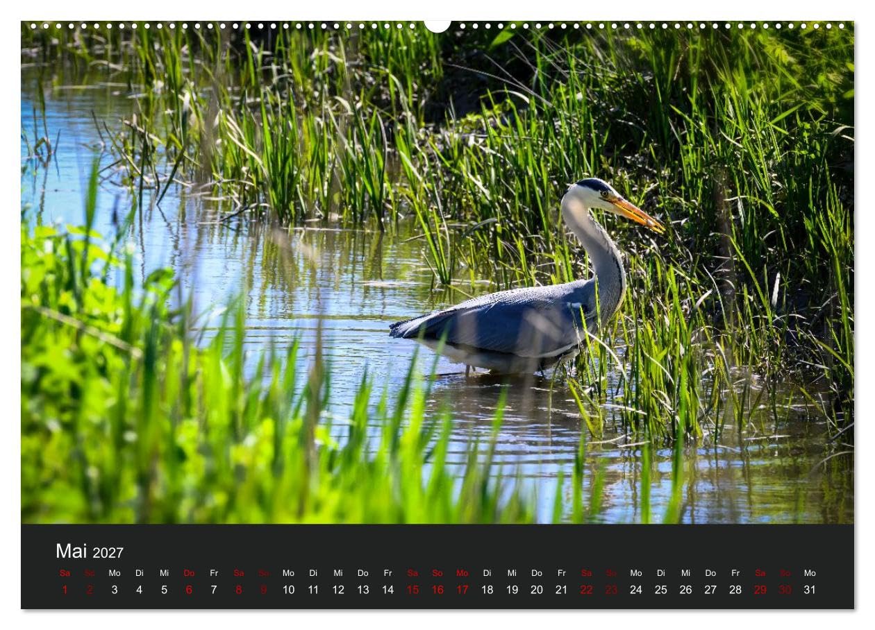 CALVENDO · Reiher in der Elbmarsch (Kalender 2027) | DIN A2 Querformat · Wandkalender · Naturparadies Elbmarsch