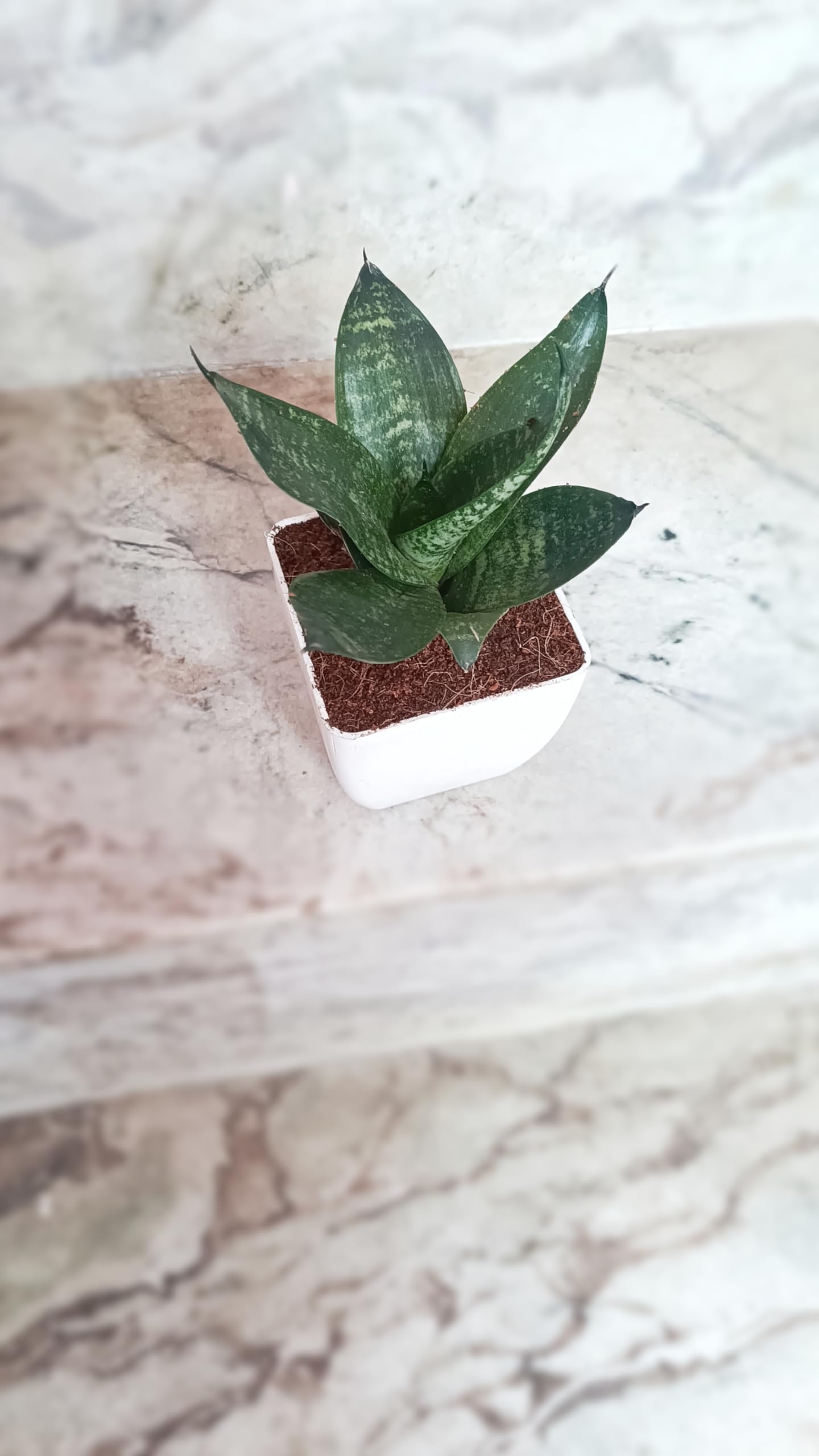 Snake Plant Indoor Live Plant Air Purifier Plant Oxygen Plant Sansevieria Plant for Home Decoration Snake Plant Indoor Live Plant with white pot (B0D6YQPG5G) Amazon Price History, Amazon Price Tracker