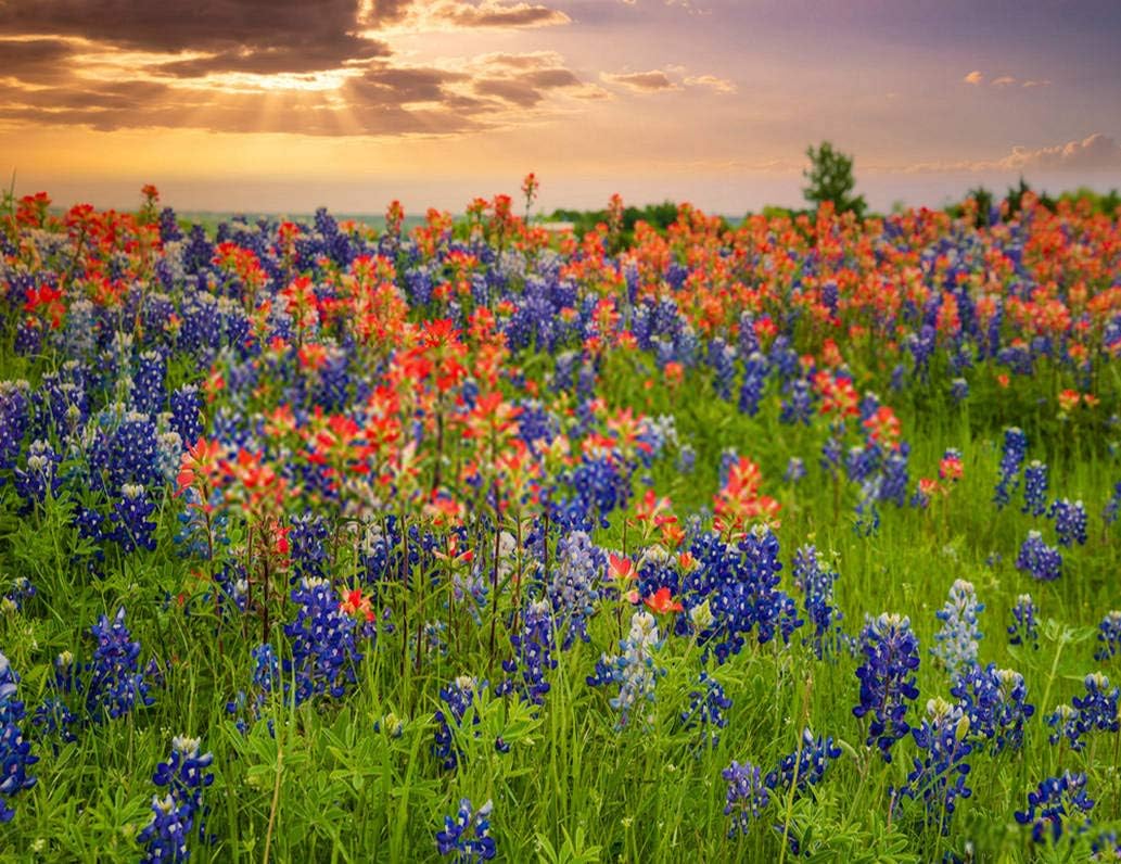 DIY 5D Diamond Painting Kit Scenery Texas Bluebonnets Indian Paintbrush Wildflower 16" X 20" Adult Full Drill Rhinestone Cross Stitch Art Crafts for Home Decoration