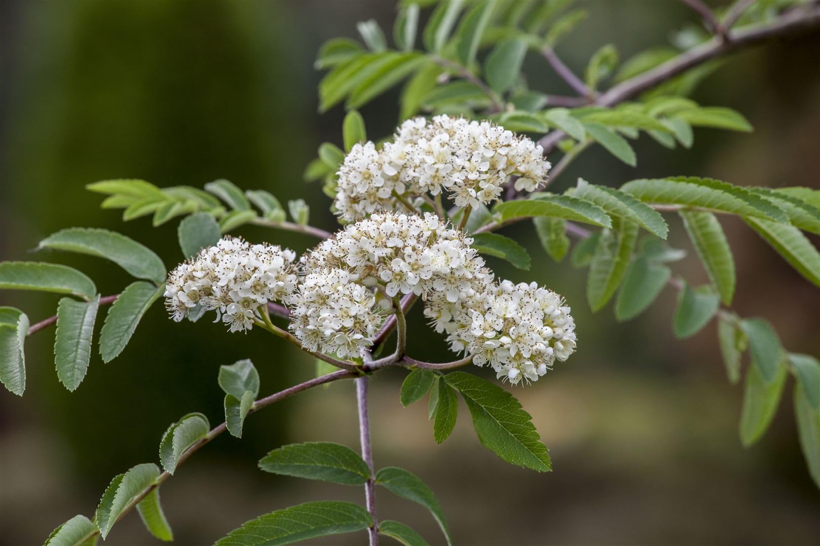 Eberesche Sorbus aucuparia Edulis 80-100 cm Zierbaum winterhart