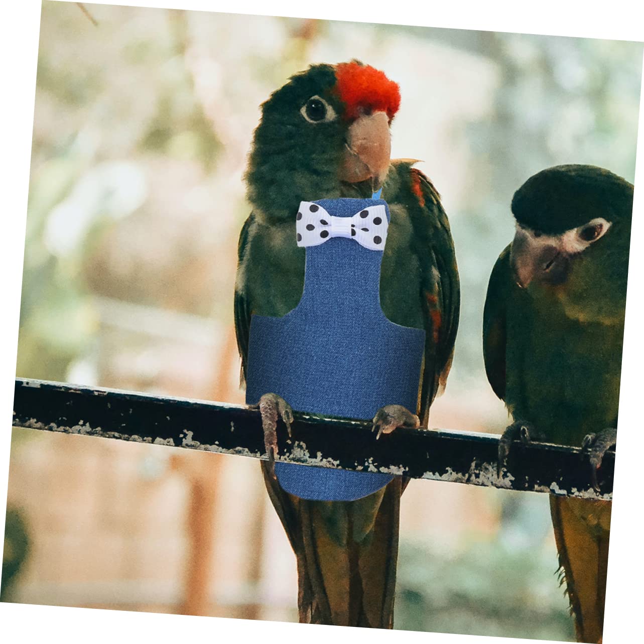 Amazon.co.jp: ROMISBABA ペット鳥用おむつバードスーツ綿素材mサイズ