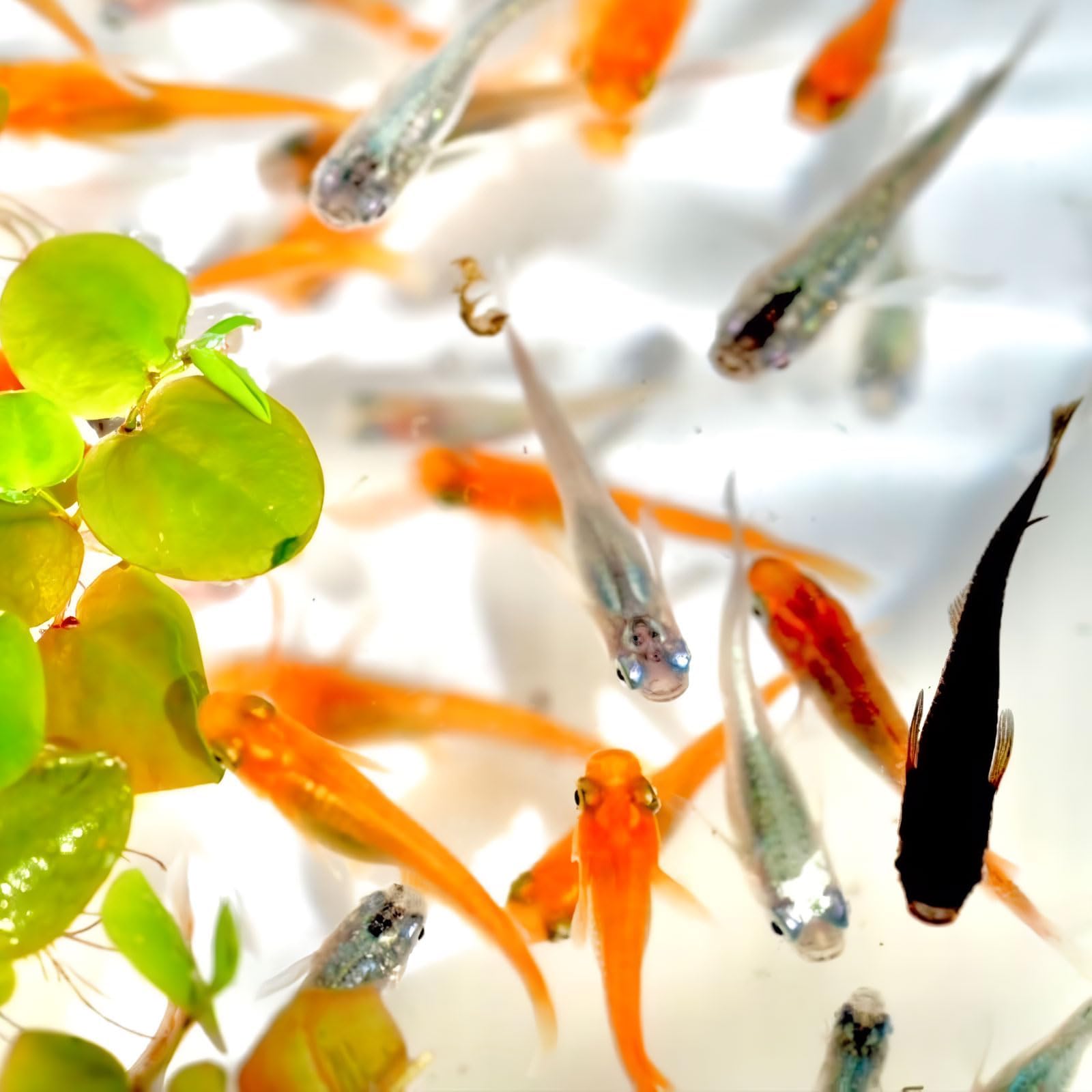 Amazon | メダカ 生体 ミックスメダカ 【日の丸めだか】 稚魚 (30匹) めだか MIXメダカ 高級 観賞魚 | 日の丸めだか ...
