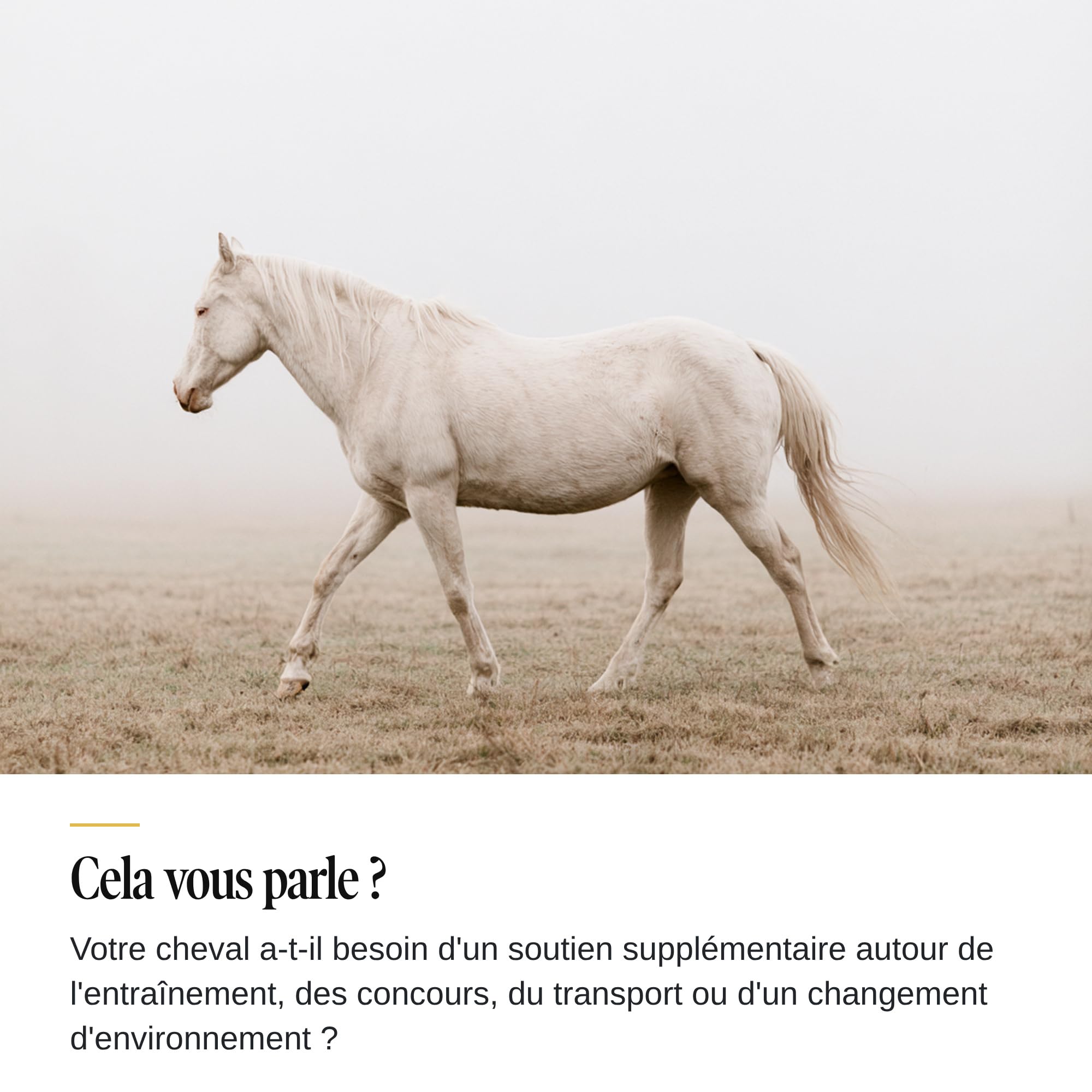 L-Lysine Cheval 670 MG - Acides Aminés & Muscles - 200 Gélules