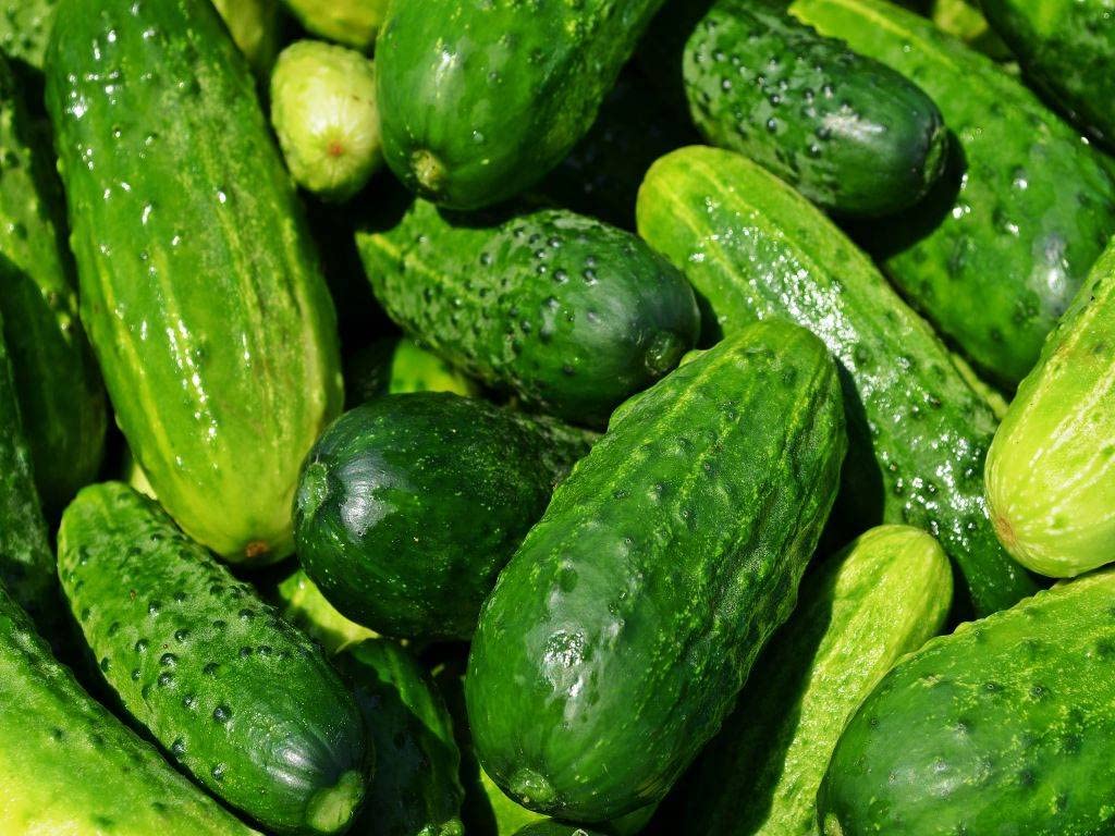 Bush Champion Cucumber Kheera Seed For Planting- 55 (B09W79JSLF) Amazon Price History, Amazon Price Tracker