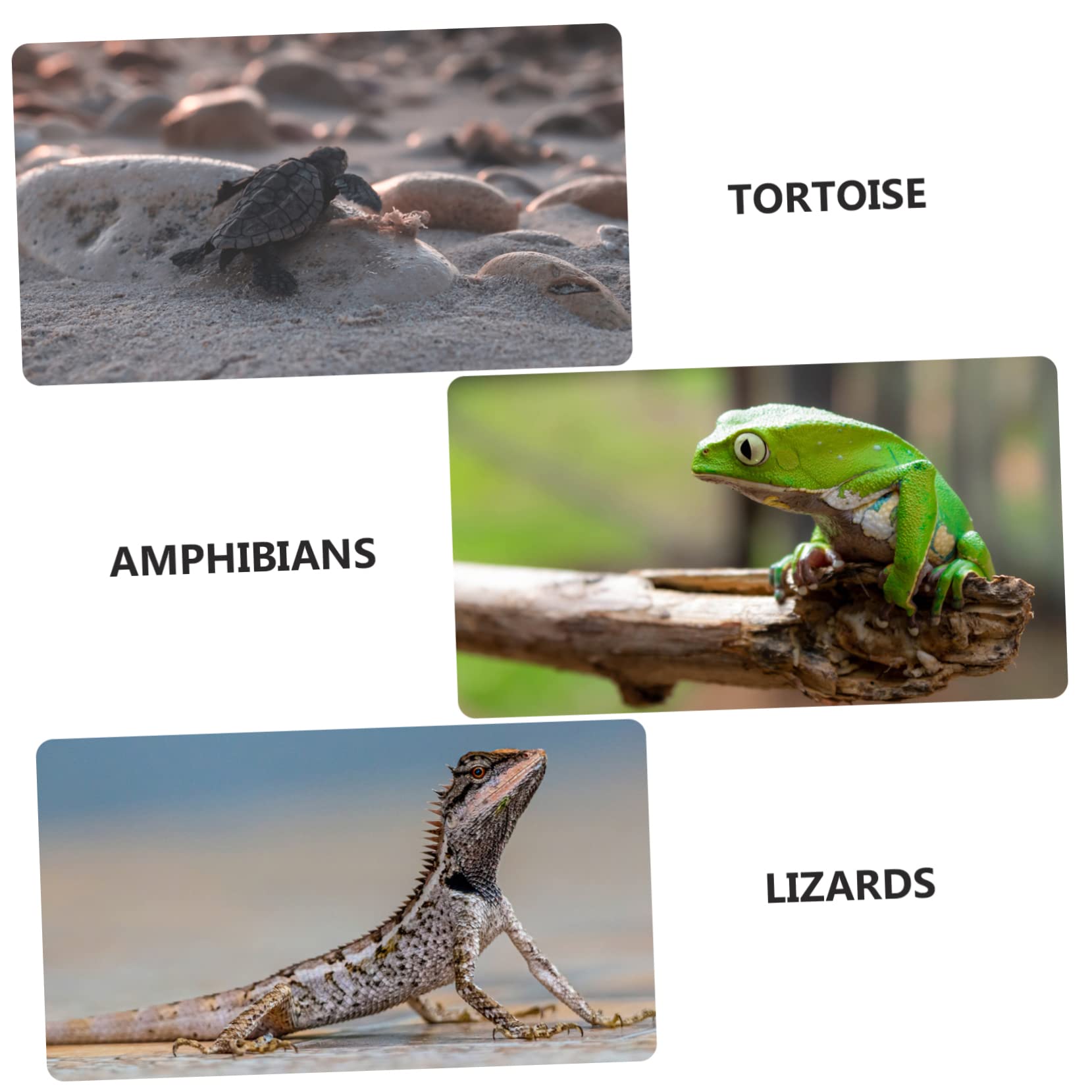 Refugio de Resina para Reptiles, Decoración de Cueva de Terrario | Ligero y Fácil de Transportar, para Reptiles y Tortugas, Accesorio de Hábitat para Terrarios