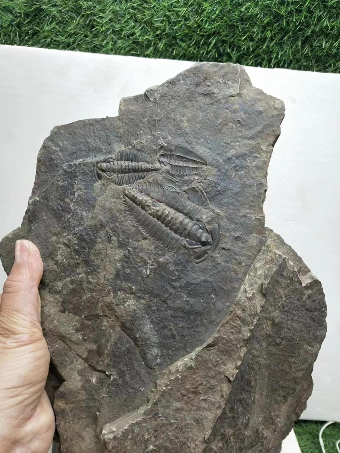Rare 540 Million Year Old Cambrian Trilobite Fossil Changaspis elongata Fossil