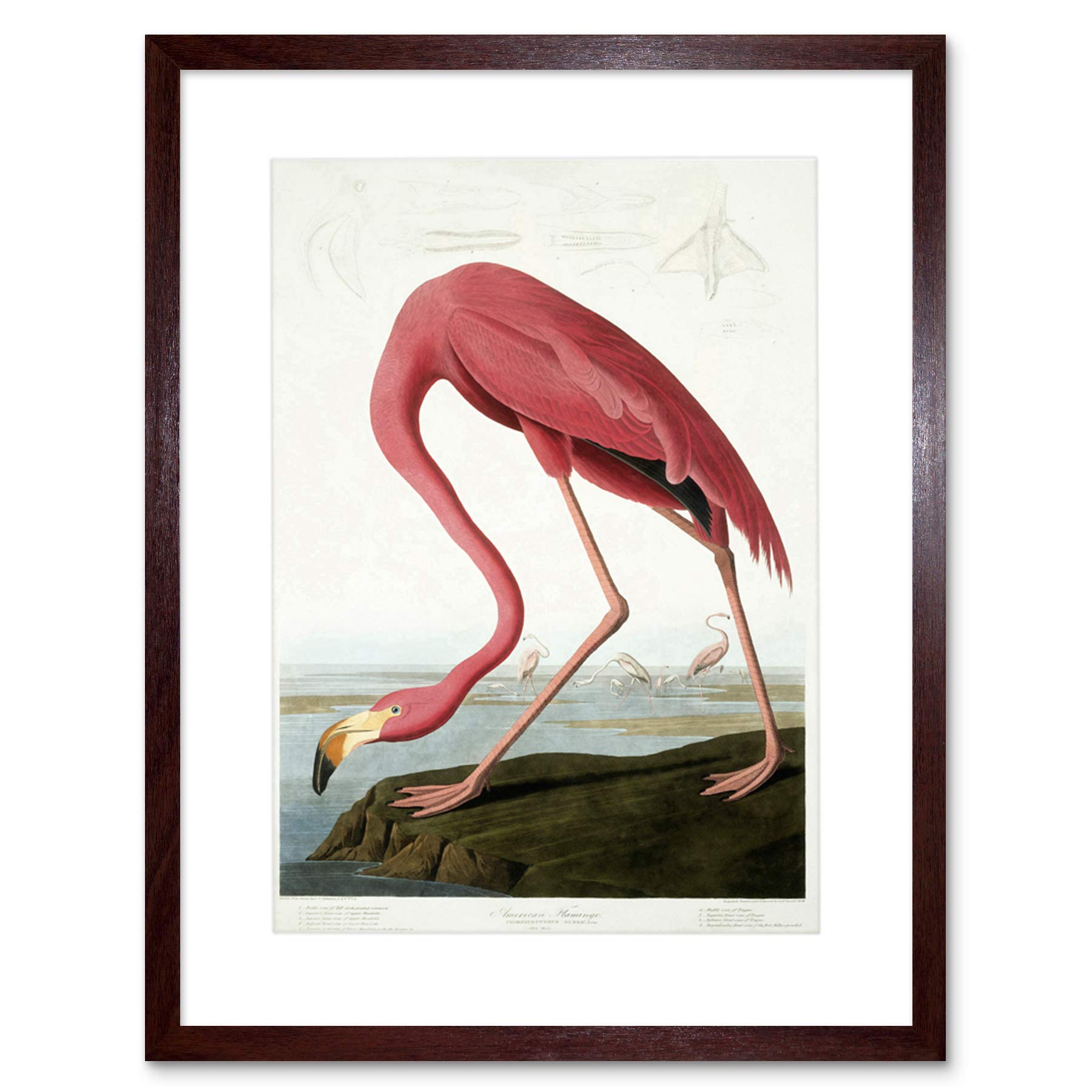 Wee Blue Coo Audubon American Flamingo Artwork Framed Wall Art Print 12X16 Inch