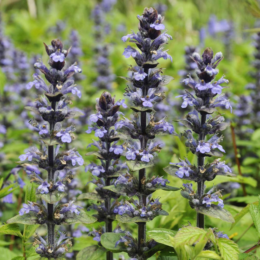Ajuga Reptans Caitlins Giant Hardy Perennial 3 Litre Pot x 1 by Thompson & Morgan (2)