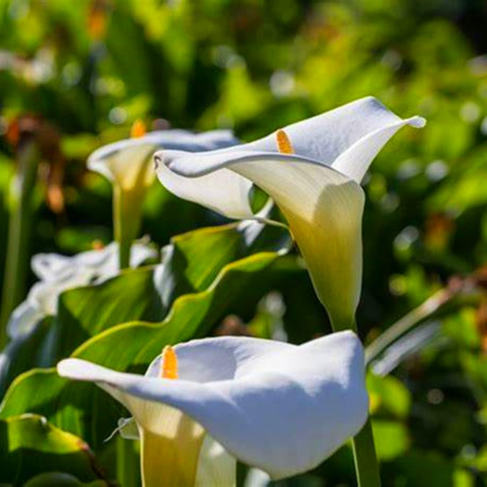 Calla Lily Bulbs for Planting,Flowering Rhizome,Excellent Display,Calla Lily Tubers UK,Calla Lily Bulbs Mix-2bulbs-C