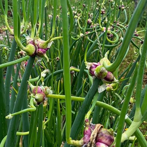 Miniatura 5 de 25 bulbos de cebollas egipcias para plantar al aire libre en interiores