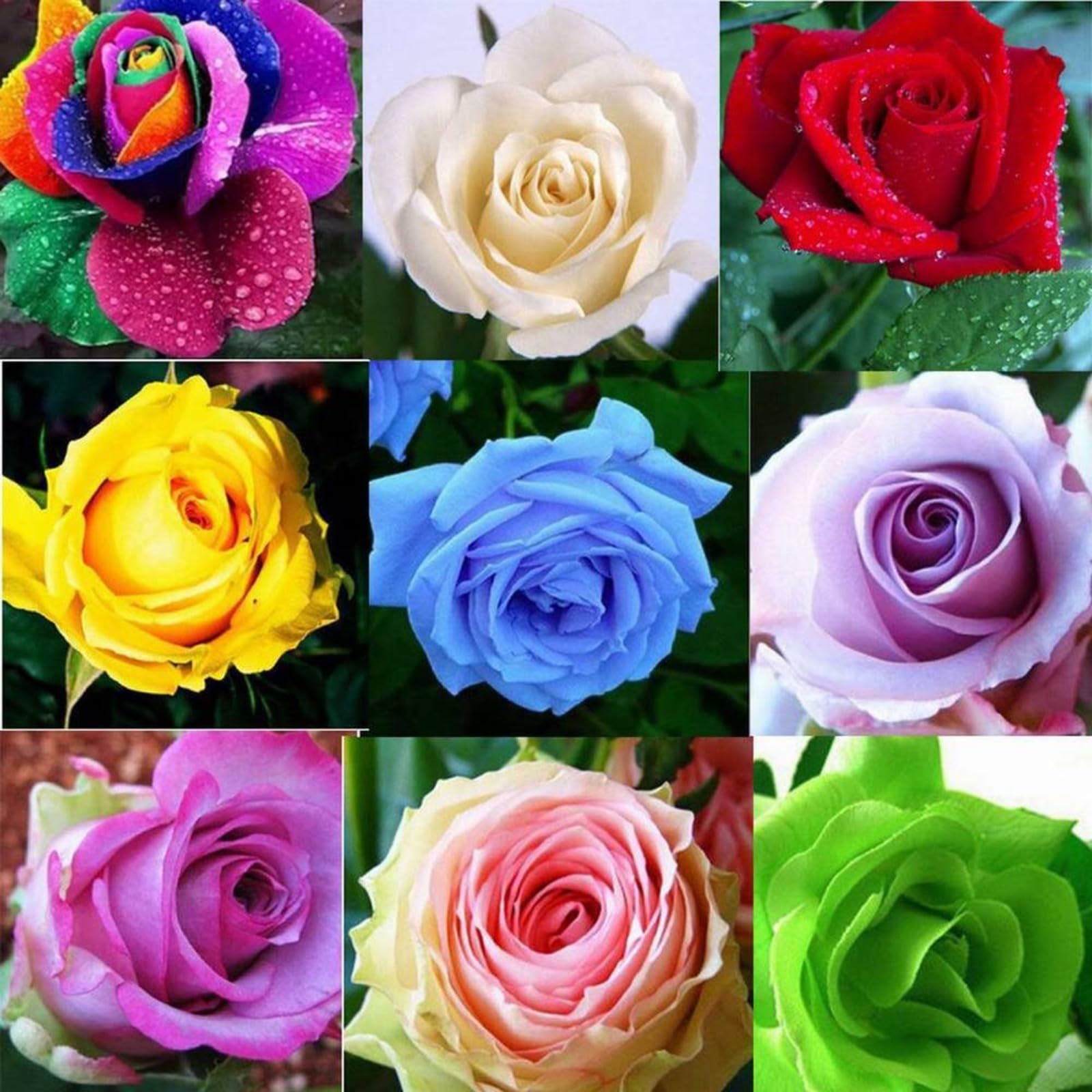 Iridescent,Gorgeous Rose Bulbs Mix UK,Perennial,Flowering Rhizome,Good for Containers,Excellent Display,Hardy,Balcony Garden Bulbs.-5bulbs-Mix — image 1