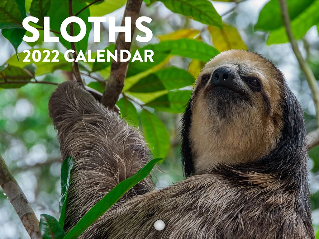 Sloth Calendar 2025 Sloth Gifts Monthly Wall Calender 12 Month | American Made In The USA