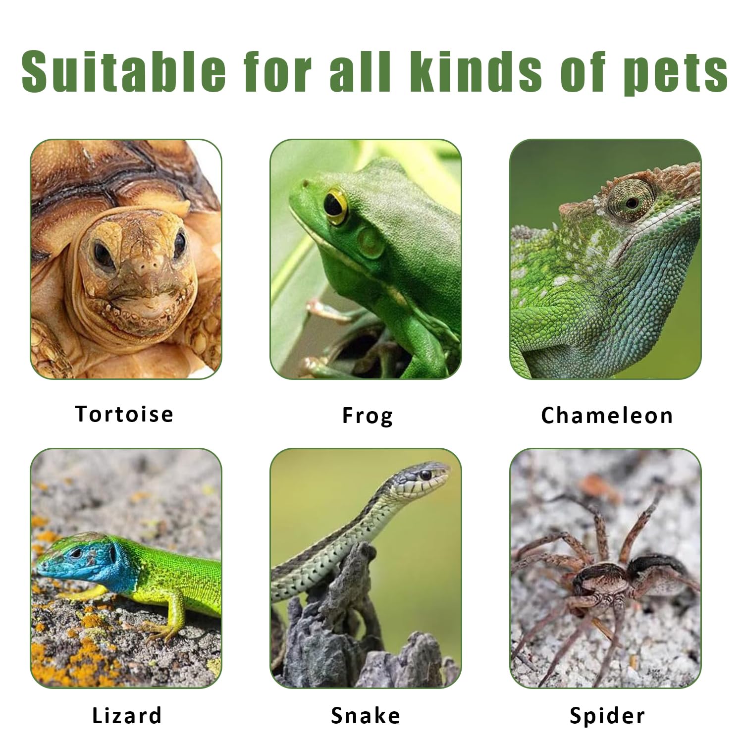 2 Pièces Assiette de Bol d'eau de Nourriture, Bol Alimentaire Reptiles, Bol à Boire pour Maison de Tortue, Assiette de Nourriture de Tortue, pour Boire et Manger des Animaux de Compagnie