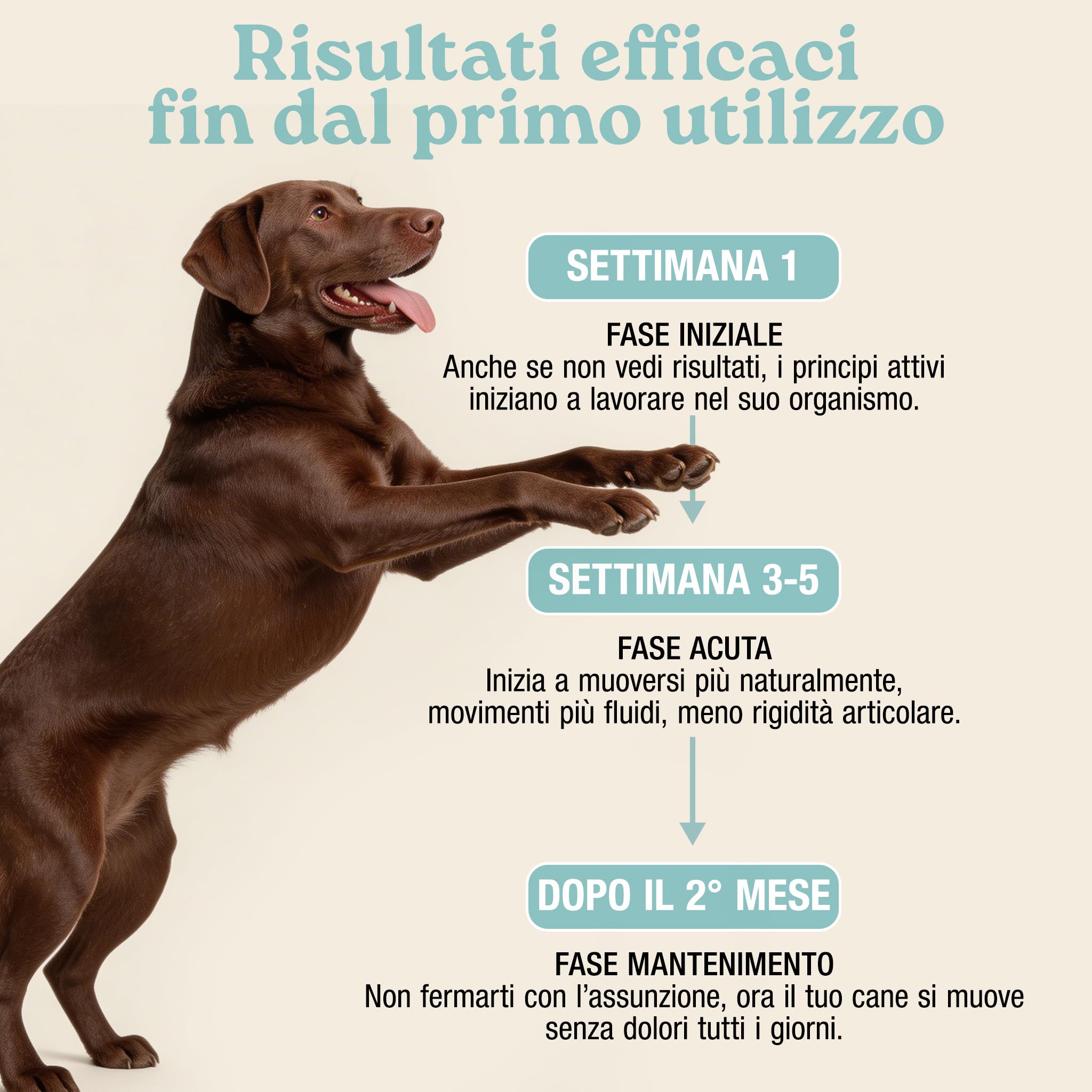 MyPetPrime Articolazioni Cane Mangime Complementare 125 Compresse | Nuova Formula JointSupport con MSM, Polvere di Cozza Verde, Glucosamina, Condroitina e Artiglio del Diavolo