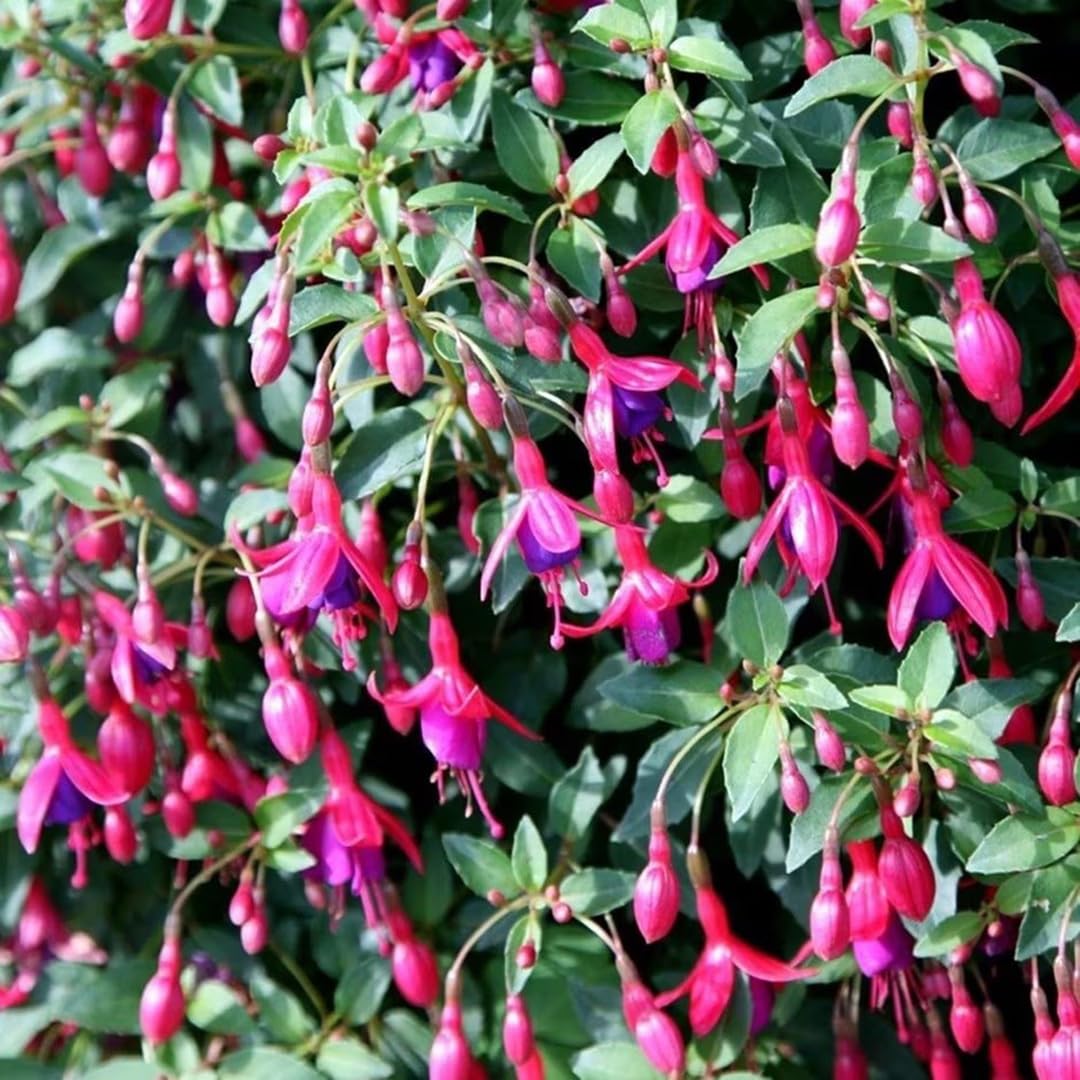 Plant Theory Set of 3 Fuchsia Tom Thumb Bedding Plants 9cm Pot