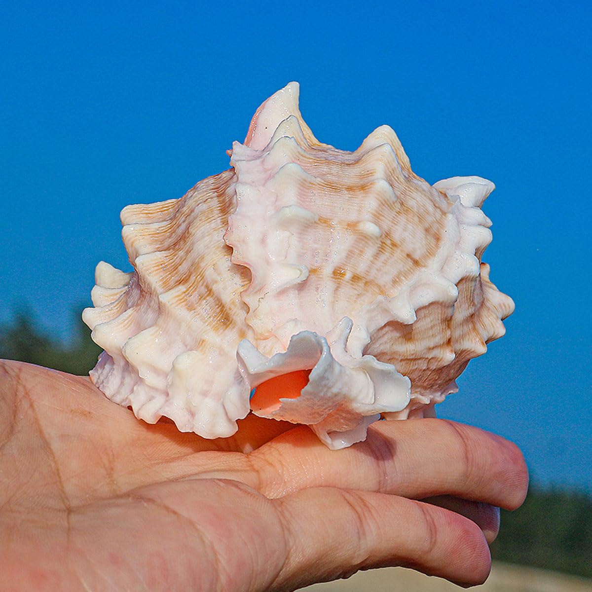 Grandi conchiglie naturali decorative(9~10cm)