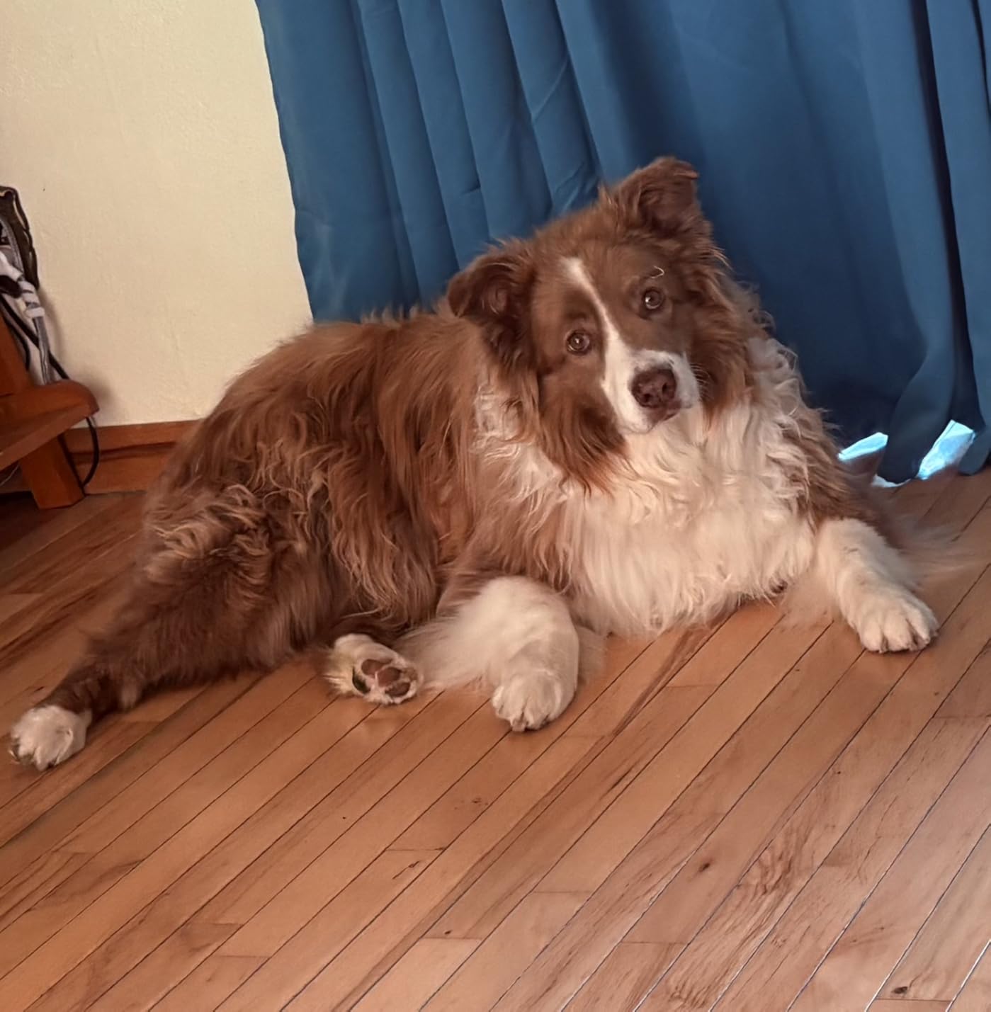 Purina ONE Dry Dog Food Lamb and Rice Formula - 40 lb. Bag photo review