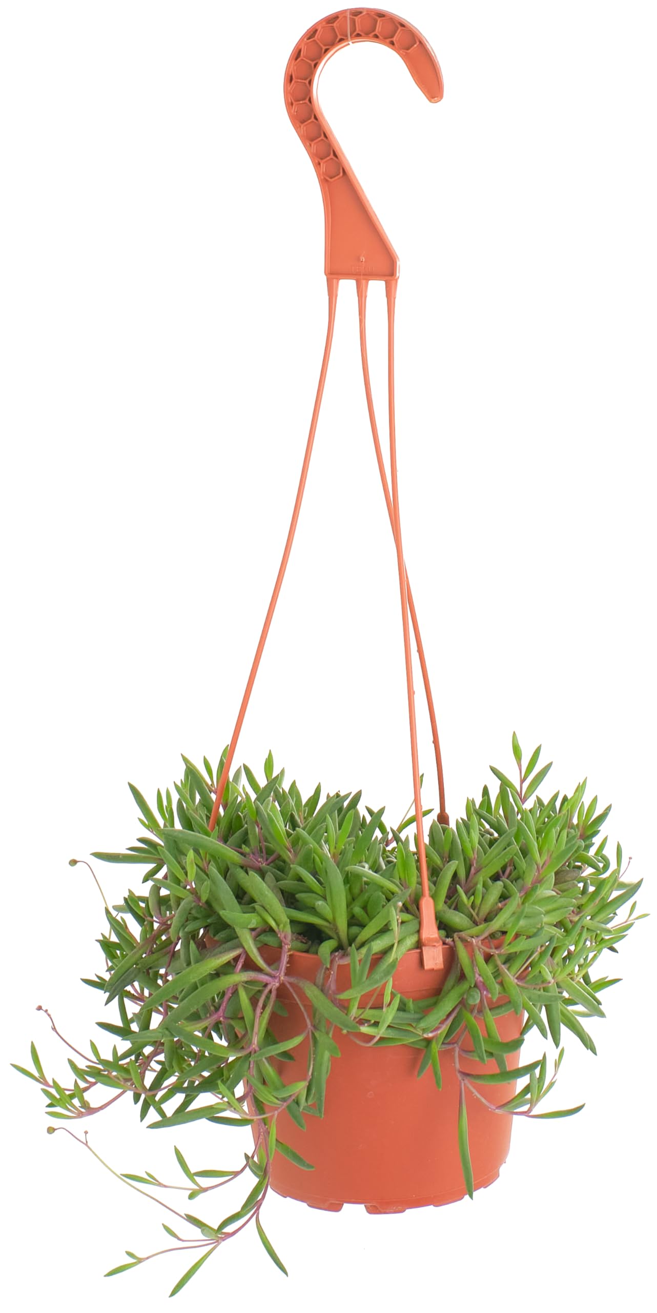 Shop Succulents Ruby Necklace in 6 inch pot with hanger