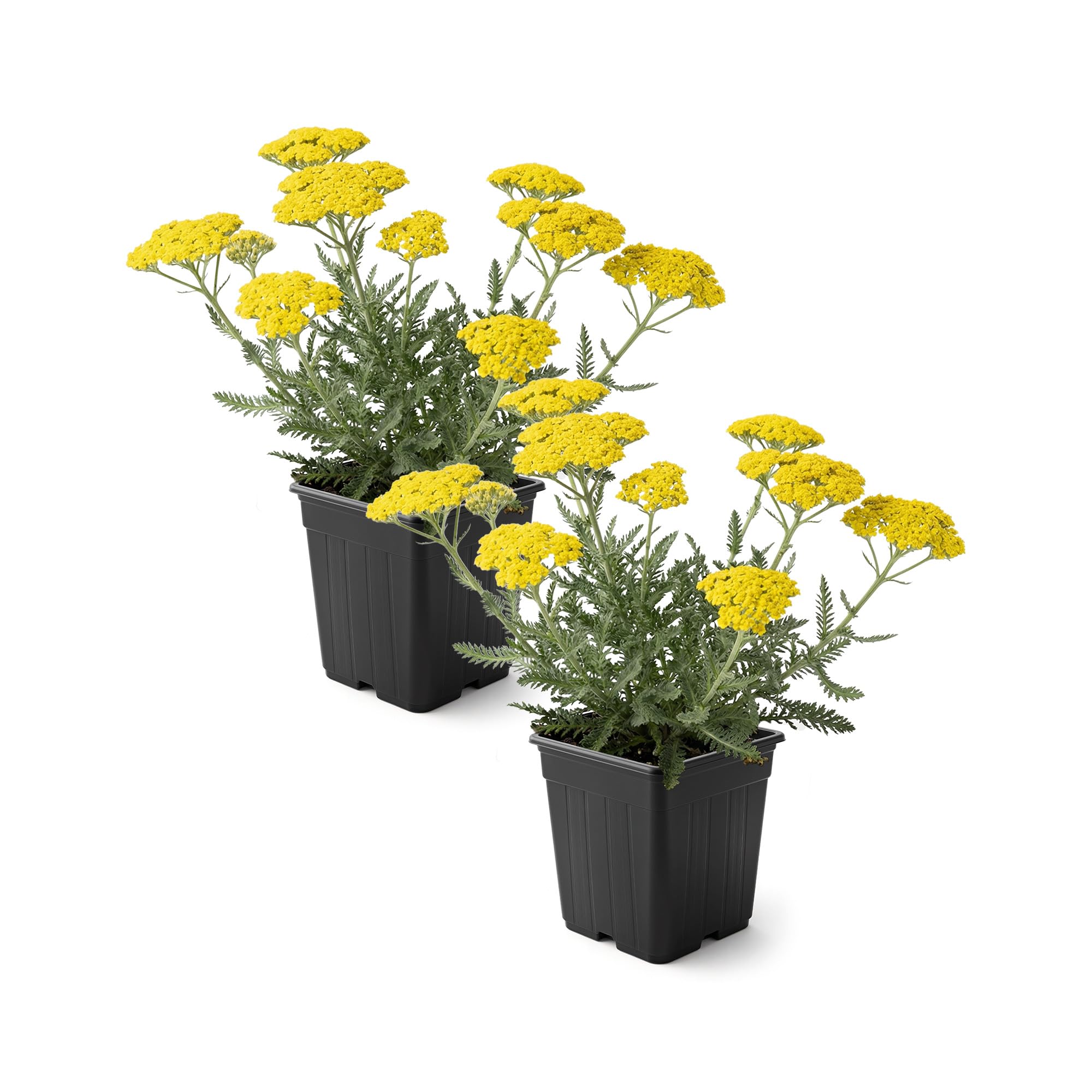 Live Achillea Yarrow 2-Pack Moonshine Yellow