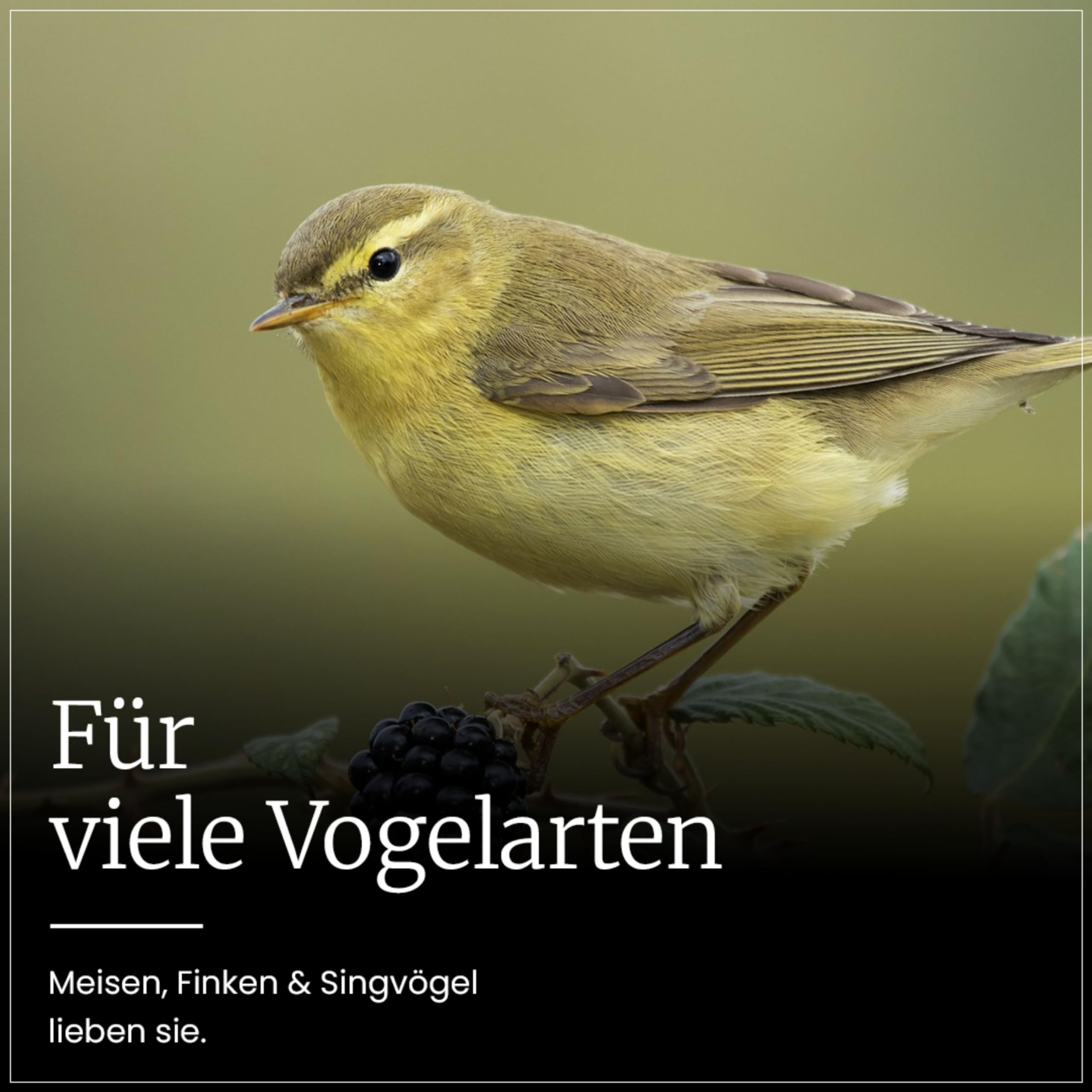 Erdtmanns Meisenknödel ohne Netz 150 Stück (13,2 kg Netto) – Wildvogelfutter im Karton – Umweltfreundliche Knödel - ganzjährige Fütterung – Meisen, Finken & Singvögel