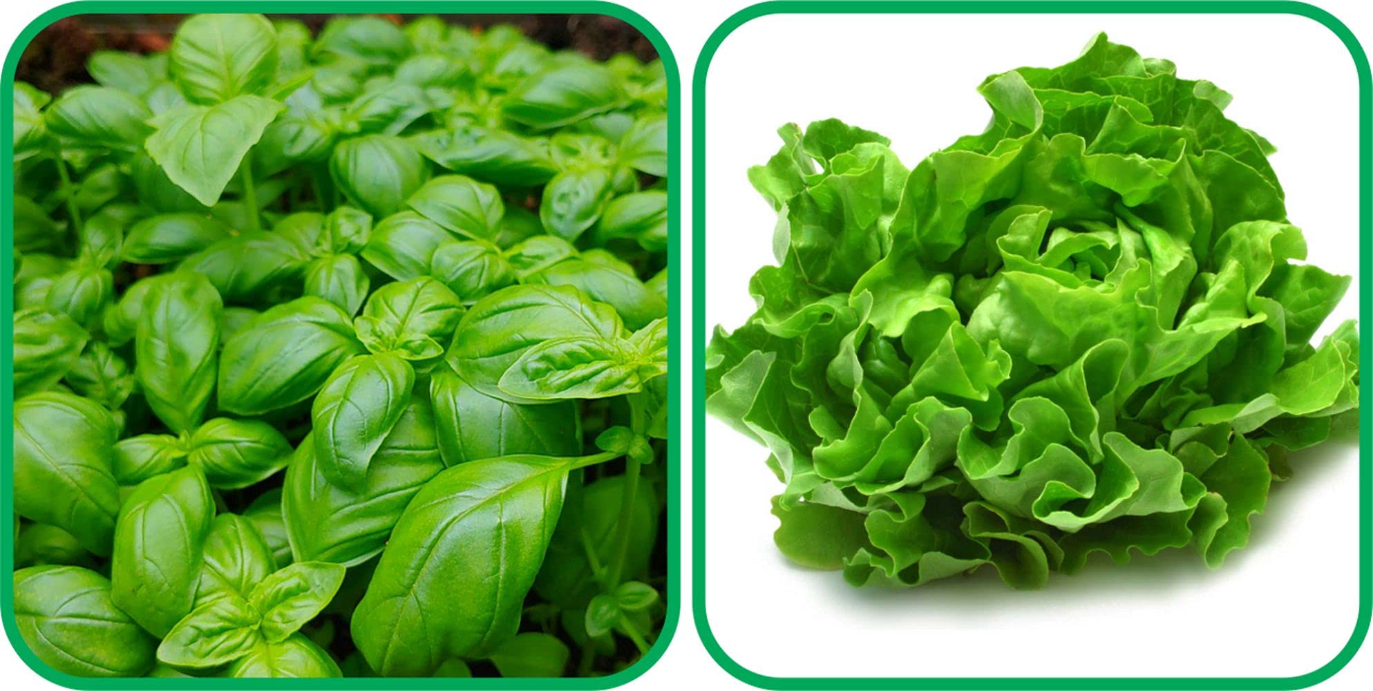 Aero Seeds Lettuce (100 Seeds) And Basil Green (100 Seeds) Vegetable Seeds Pack (B0989X4WBN) Amazon Price History, Amazon Price Tracker