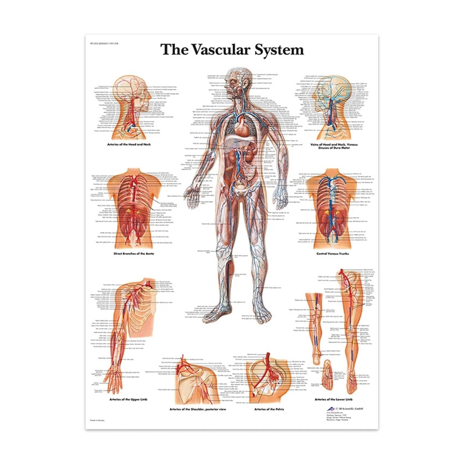 1 Szt. Ciało Anatomia Twarzy Naczynia Mięśniowe Szczegółowy Obraz Na Płótnie Ludzka Struktura Szkielet Edukacja Plakat Medyczny Decoracion(M02998-10,50X70cm No Frame)