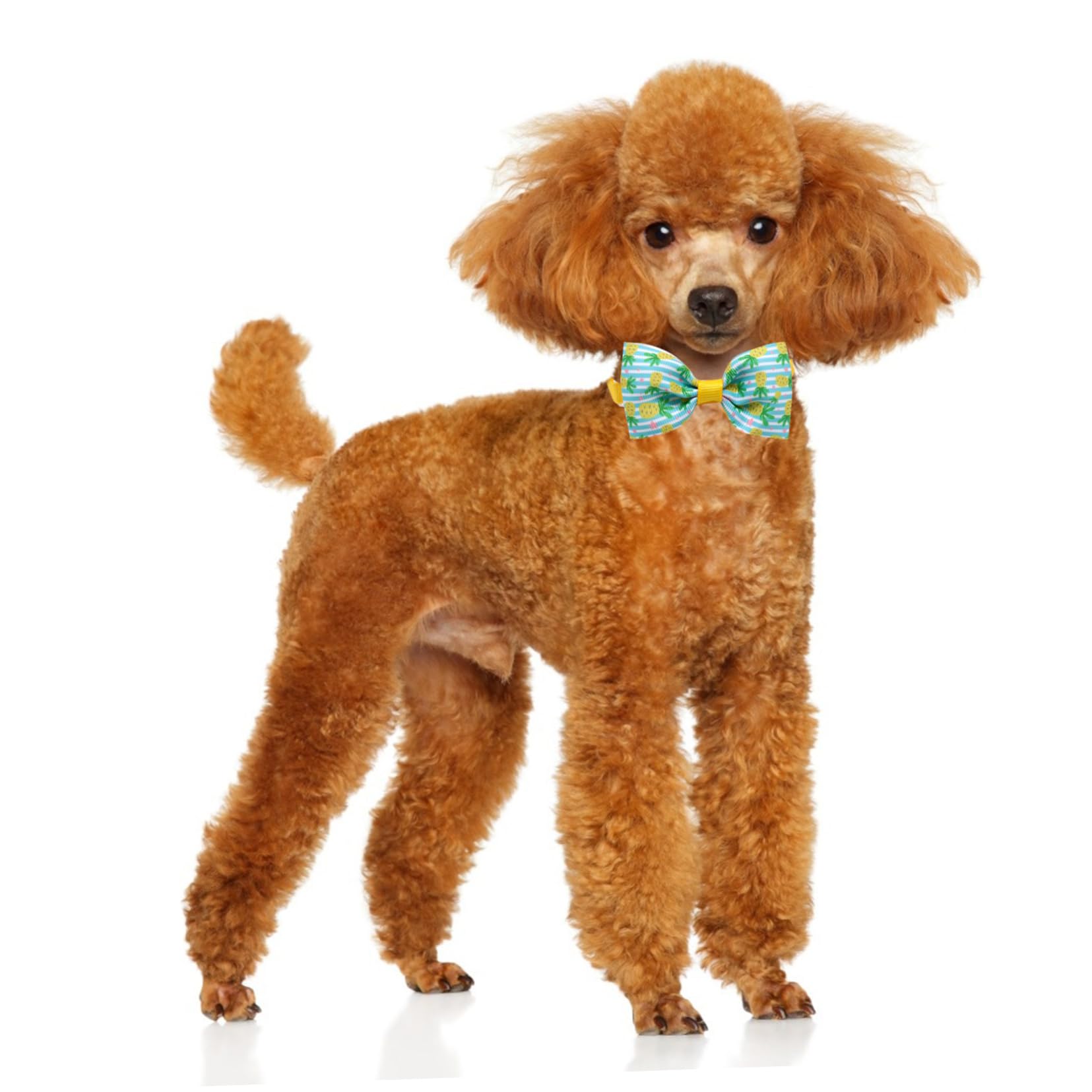 FRCOLOR 48stücke Teiliges Verstellbares Hundehalsband Mit Fliege Für Kleine Und Mittelgroße Hunde Stilvolles Accessoire Für Partys Hochzeiten Und Feste Atmungsaktiv Und Bequem