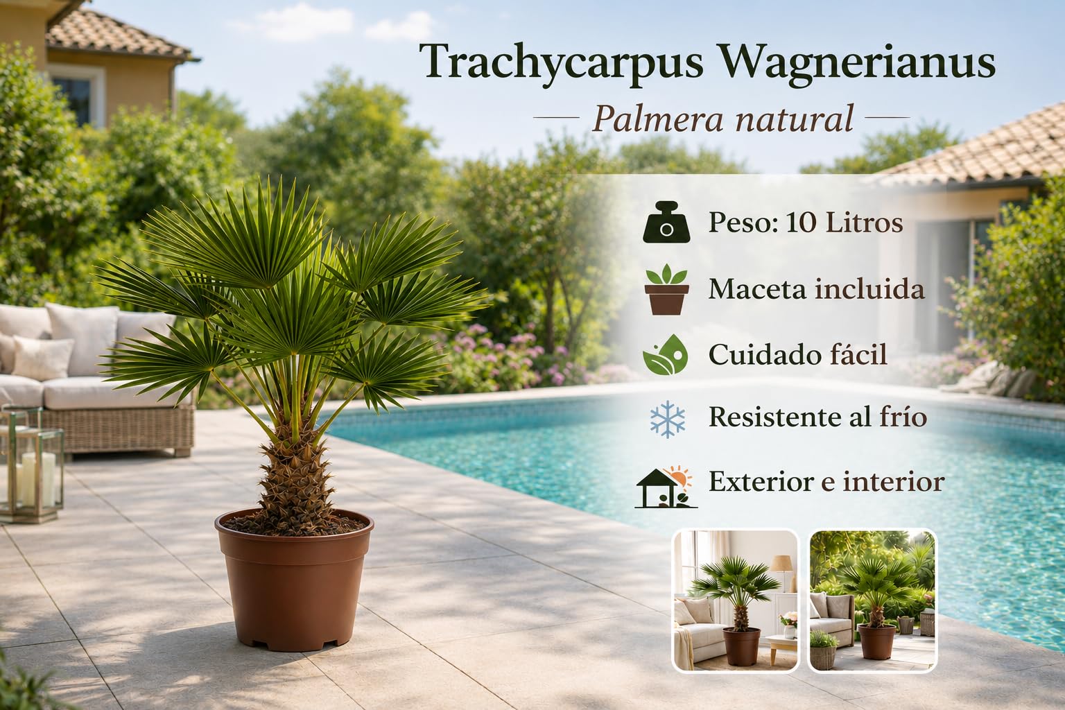 Palmera Trachycarpus Wagnerianus Natural 80-100cm (medida con maceta incluida) – 10 Litros – Palmera Resistente al Frío – Planta Natural de Exterior e Interior – Cuidado Fácil – Maceta Gratis Incluida