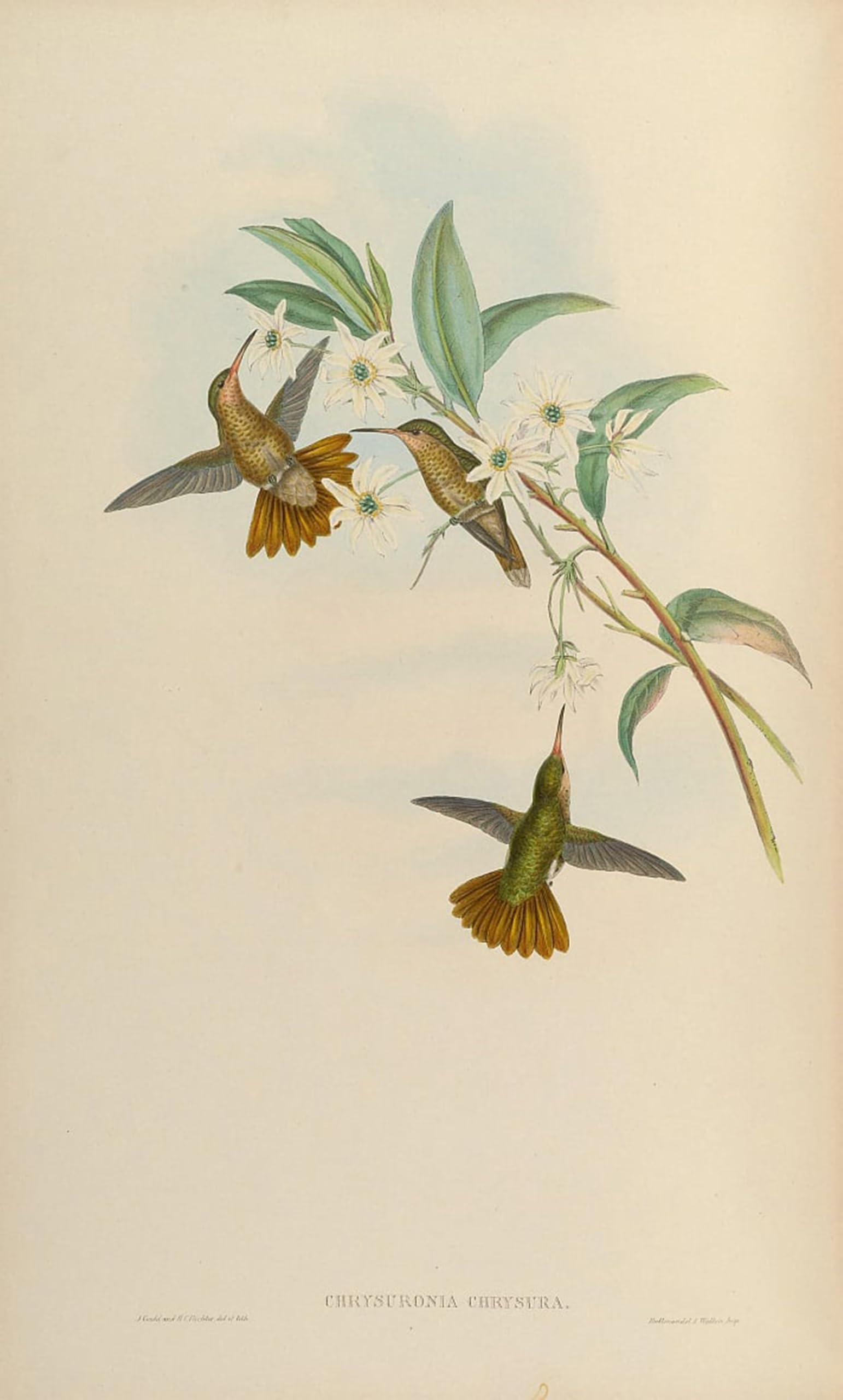 RZHRHJES Famous Painting Poster Art Canvas Print Retro Picture Animal Bird Chrysuronia Chrysura Hylocharis Chrysura by John Gould Poster Wall Art for Office Decor 60x90cm