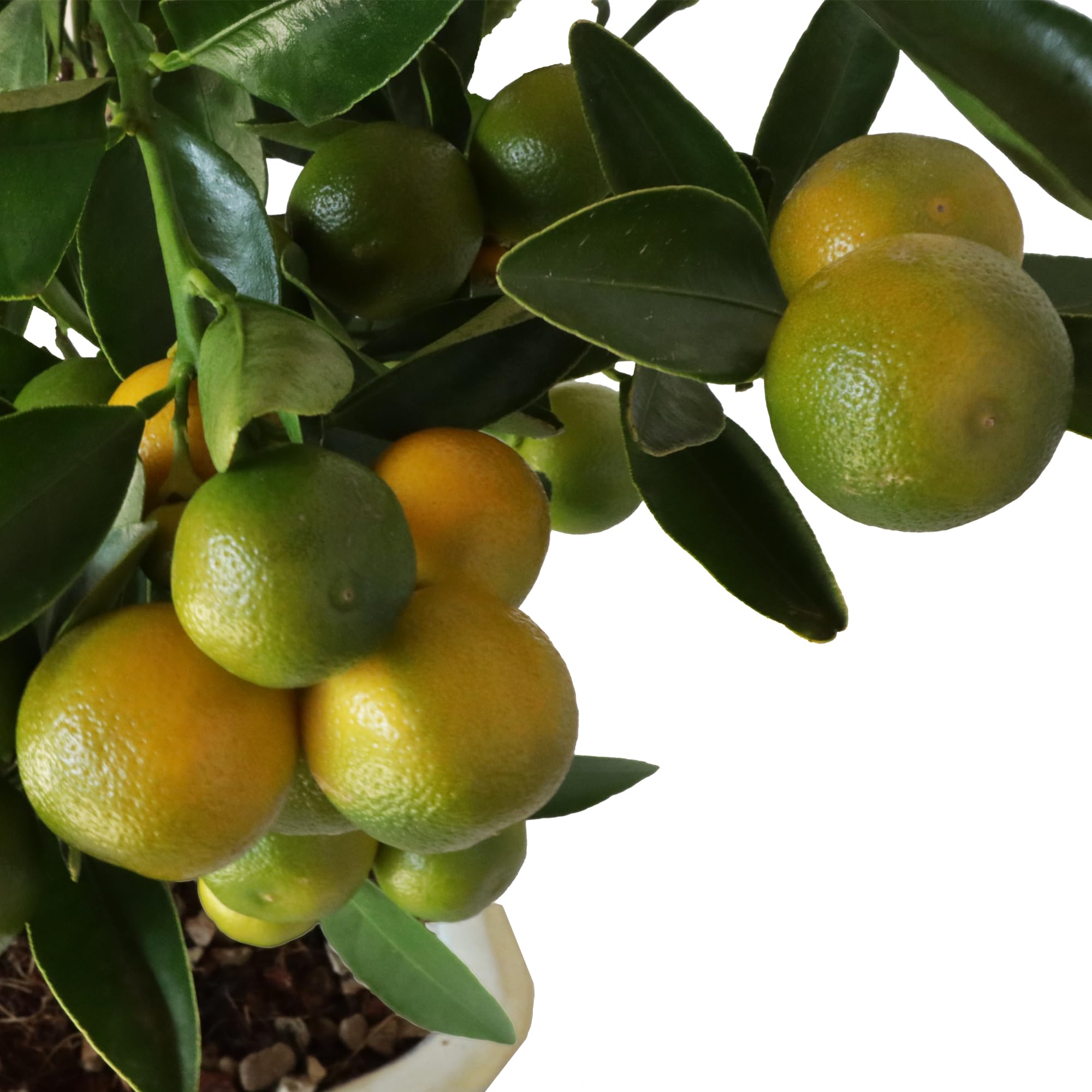 KENTIS - Bonsai Calamondino - Citrus Mitis - Mandarino Nano - Pianta Vera da Frutto da Esterno - Piante Fiorite - H 35/40 cm Vaso in Ceramica 21 cm