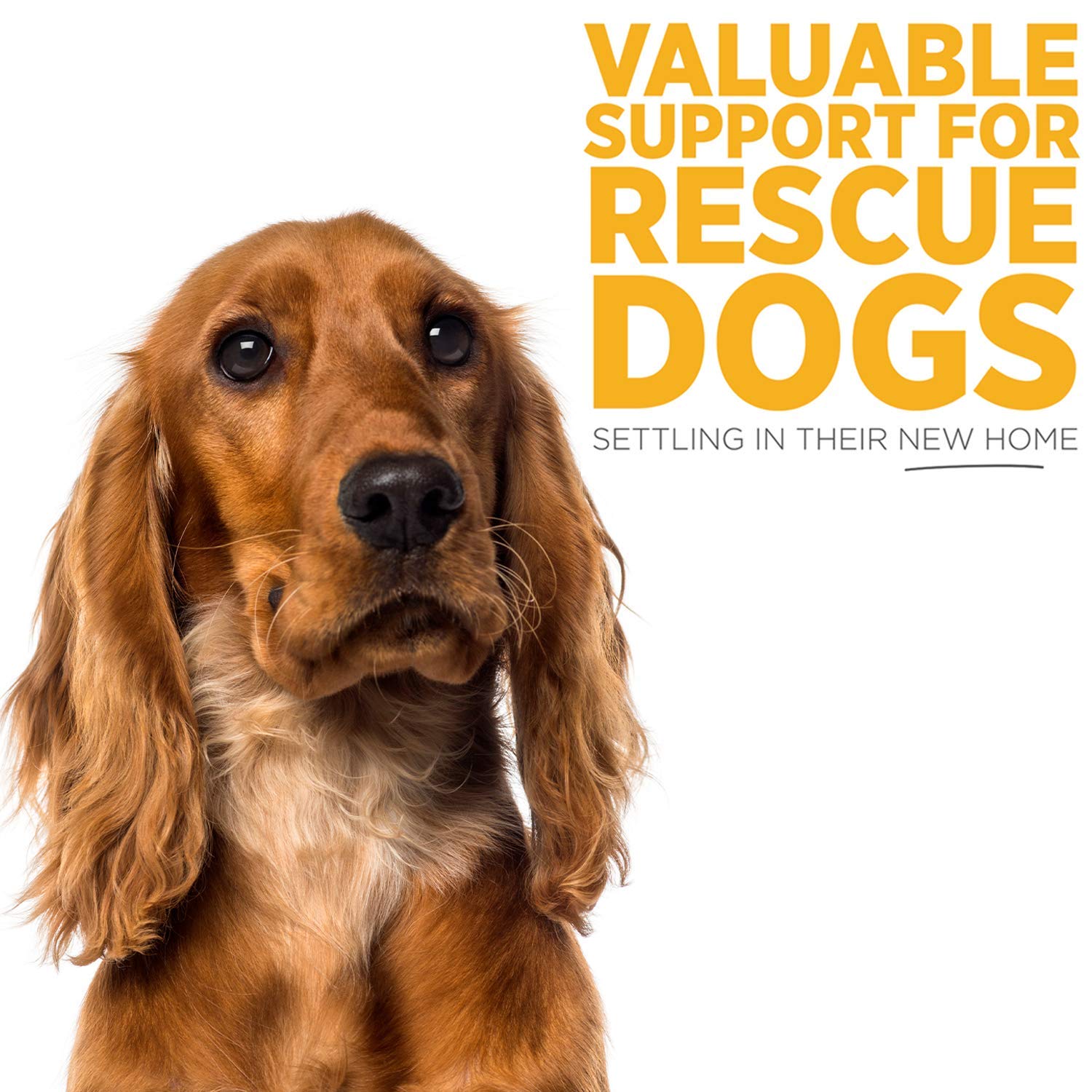 nutracalm for dogs amazon