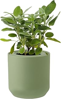 Environet Hydroponic Herb Growing Kit, Self-Watering Kitchen Herb Garden Starter Kit with Green Ceramic Pot and Seeds (Sage）